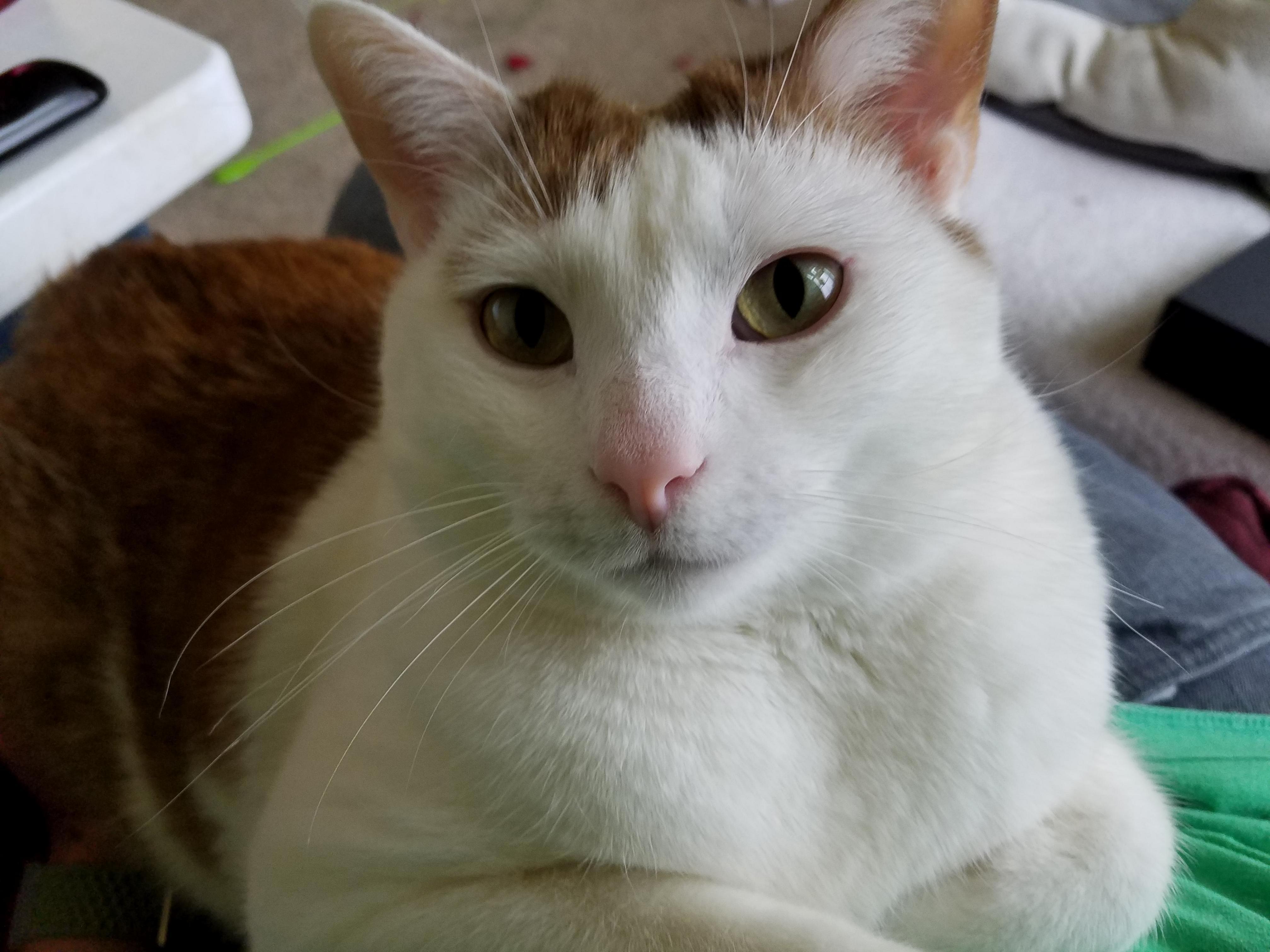 Hes Become Quite the Snuggle Kitty Since Winter Hit, Not That I Mind P