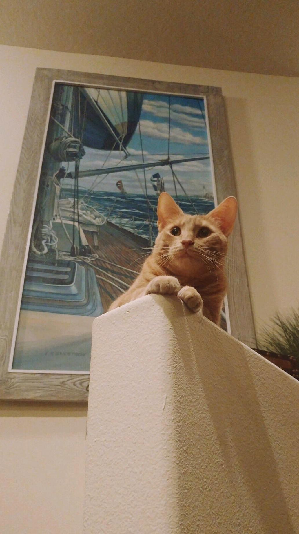 His Angry Majesty Poppy, Always Watching but Just Out of Reach to Prevent Petting