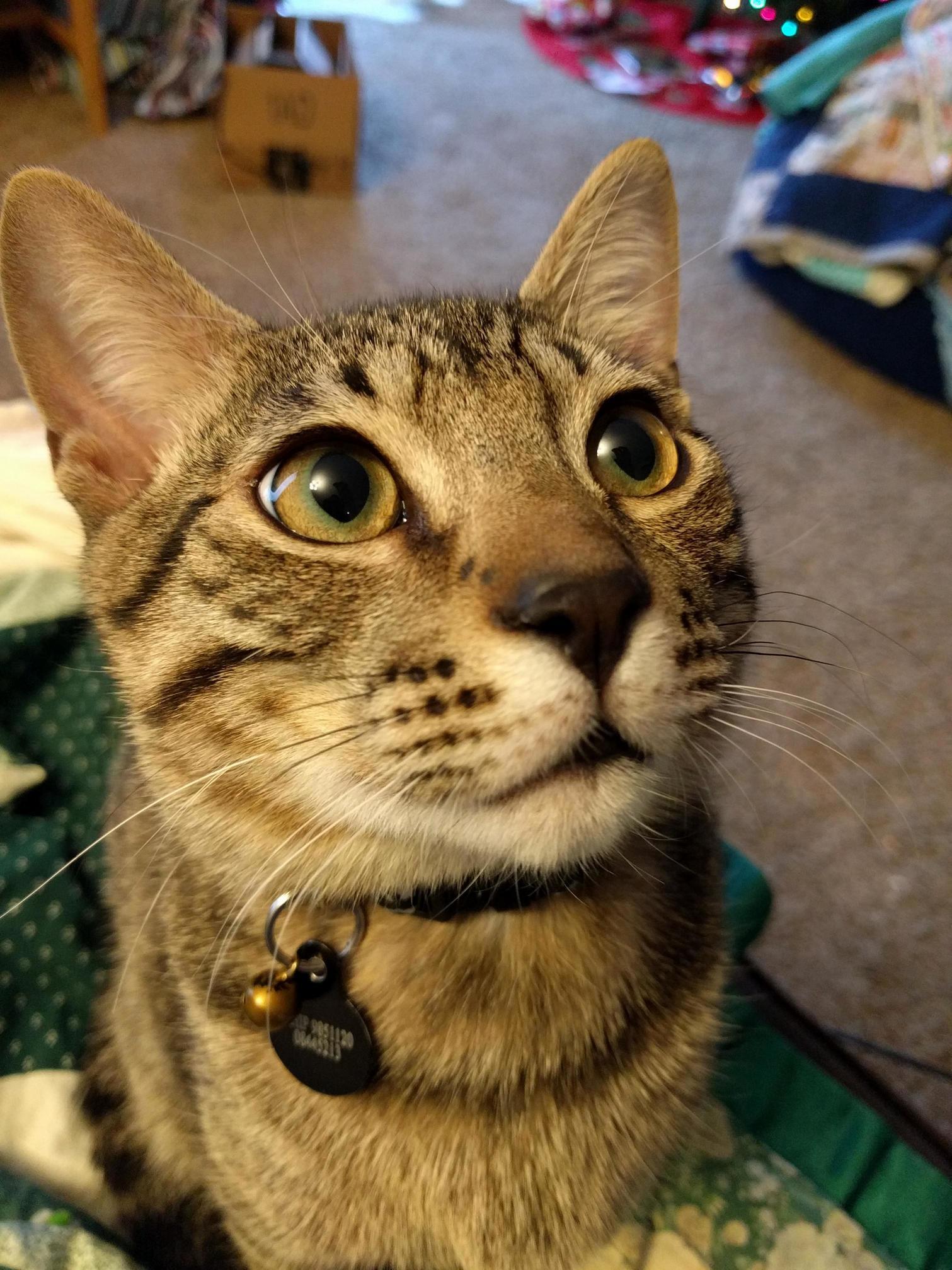 His Eyes Are So Beautiful. I Love the Green Ring Around His Pupils.