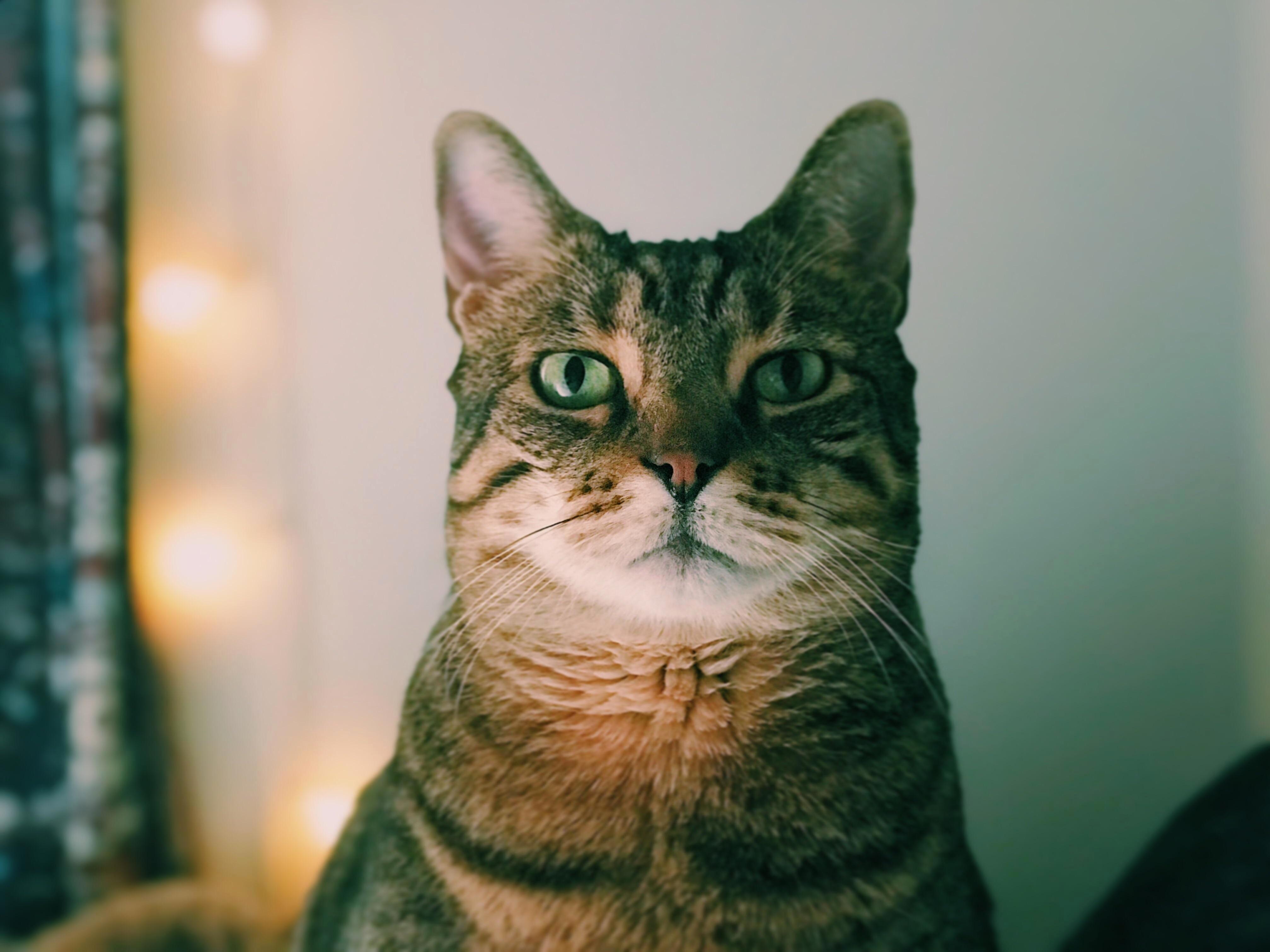 Hugo the Humorless.
