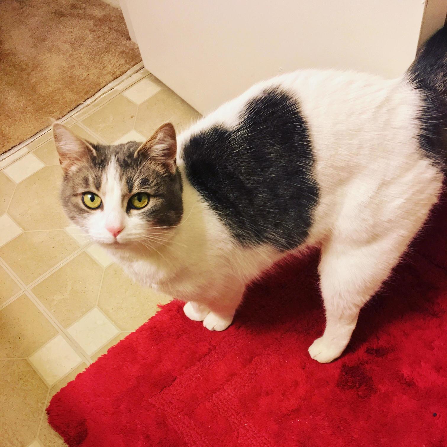 I Adopted This Sweetie Last Week and She Has a Huge Heart!