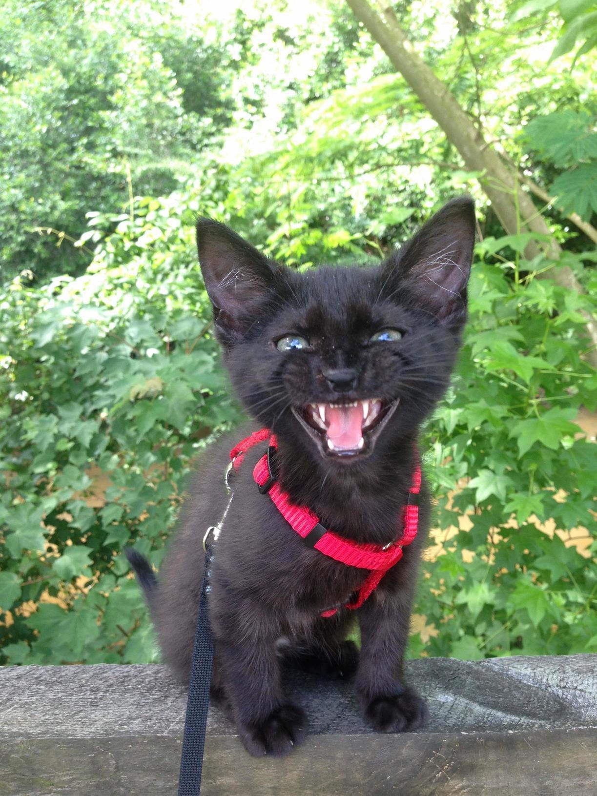 I Am a Mighty Panther, Hear Me Roar