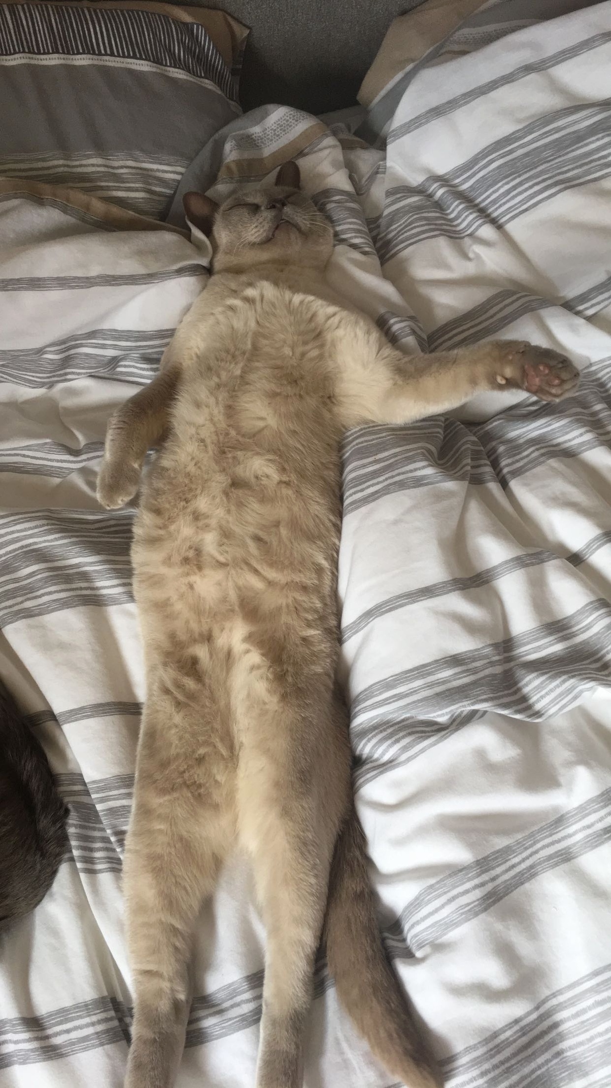 I Challenge You to See If You Have a Lazier Cat Than Mine
