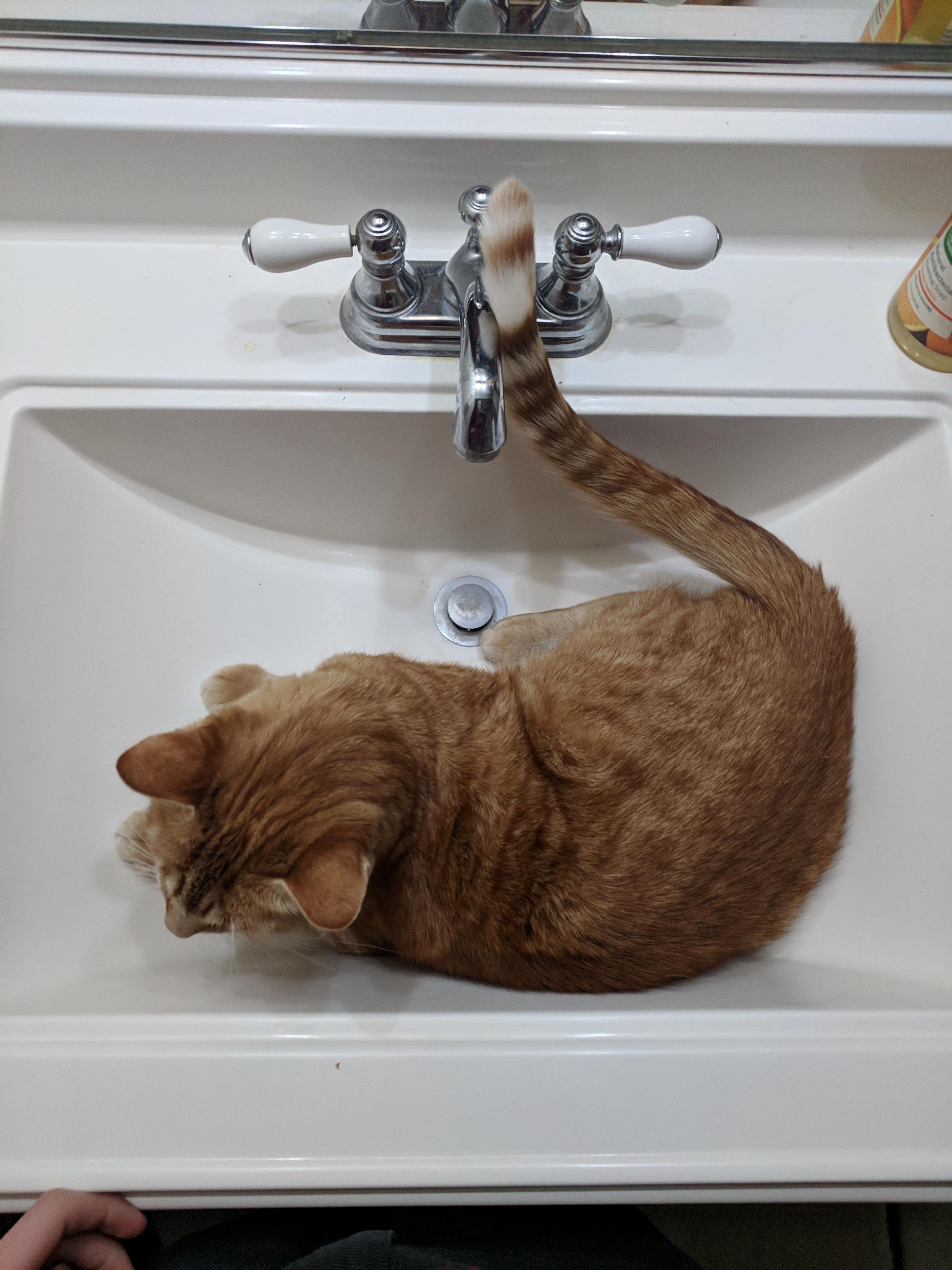 I Dont Understand Spot Sometimes
