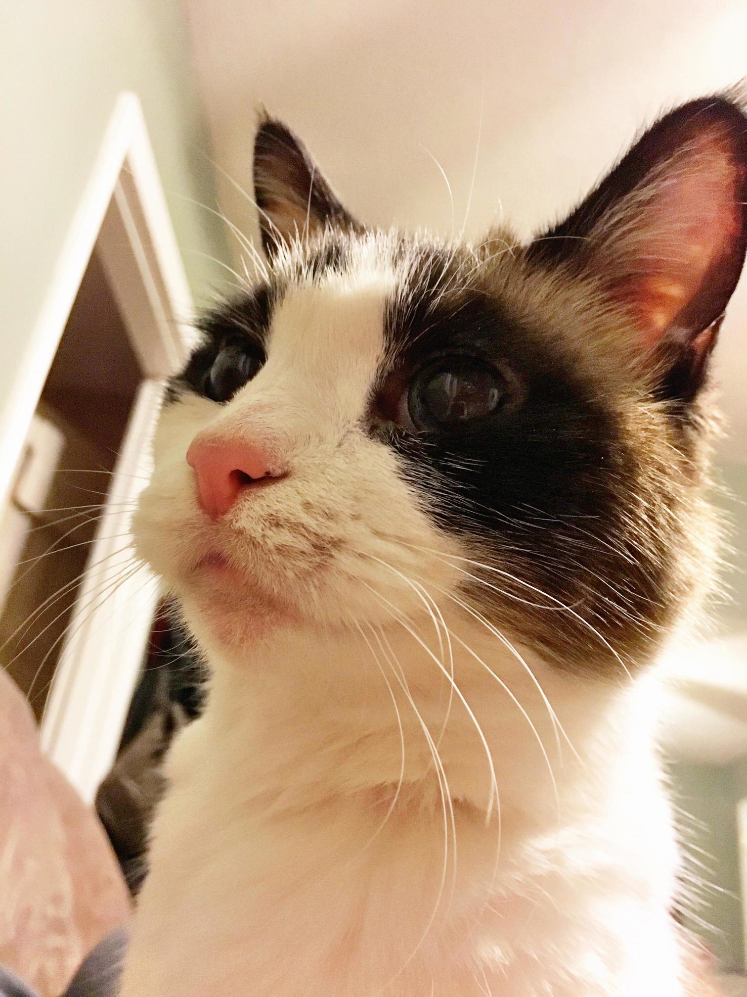 I Have Come to the Conclusion That I Am, in Fact, My Cats Bitch....and Im Ok with That