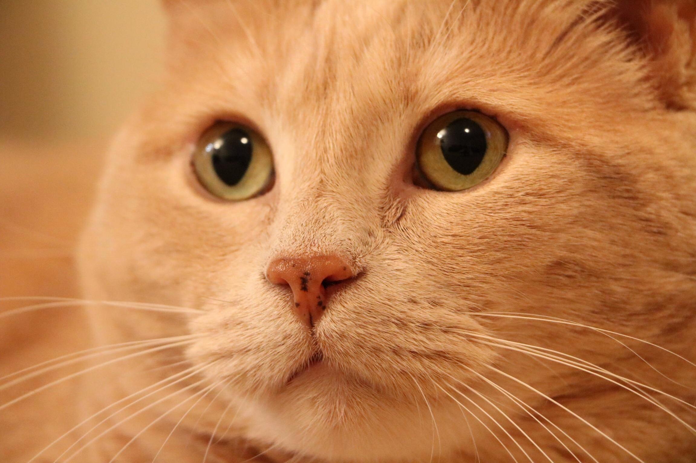 I Love His Big Poofy Cheeks.