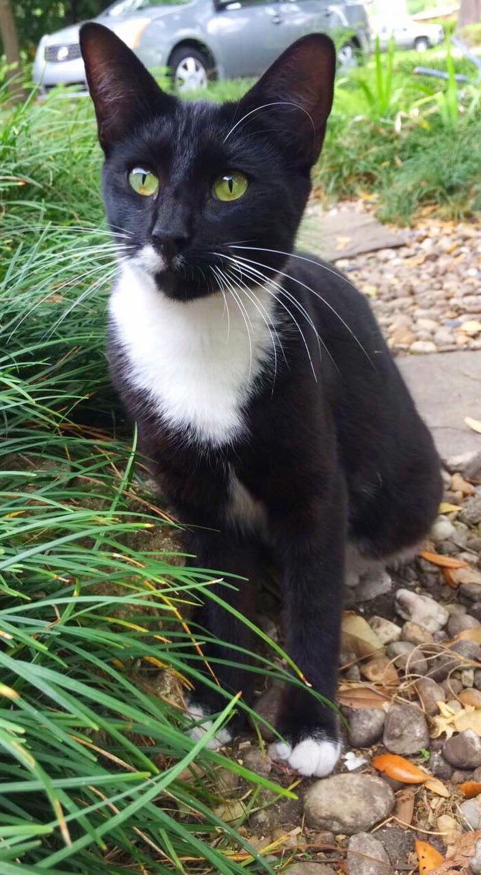 I Love This Picture of One of My Cats Because It Shows Her One Little White Whisker Above Her Eye.. the Rest Are Black Up There Lol.