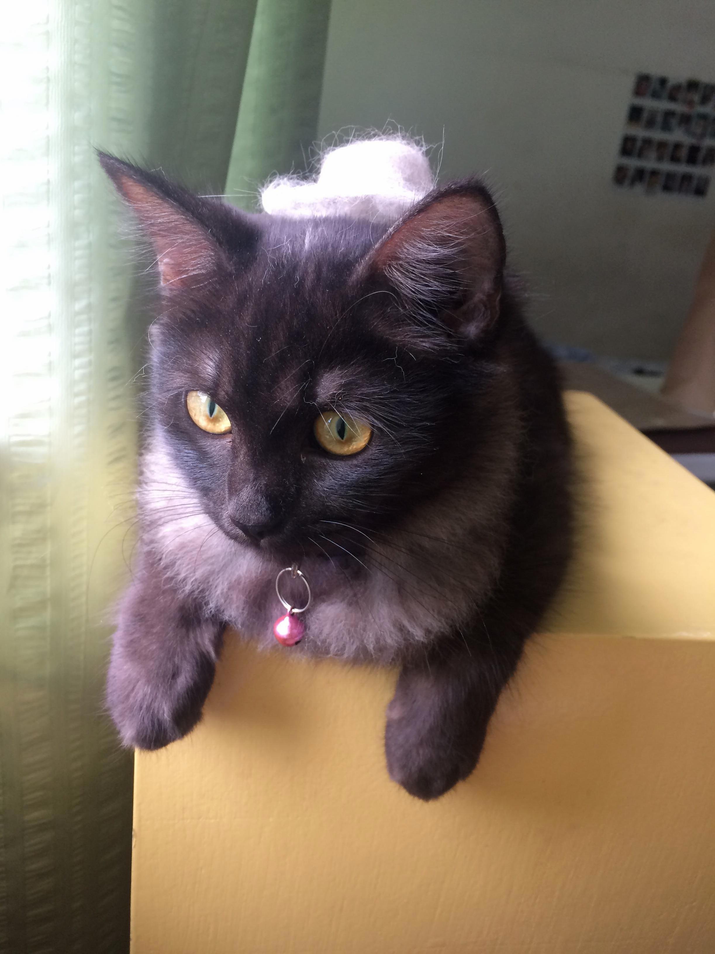 I Made Her a Hat Out of Her Fur