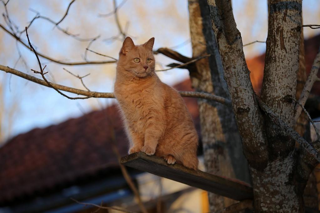 I Made Him a Lookout Spot