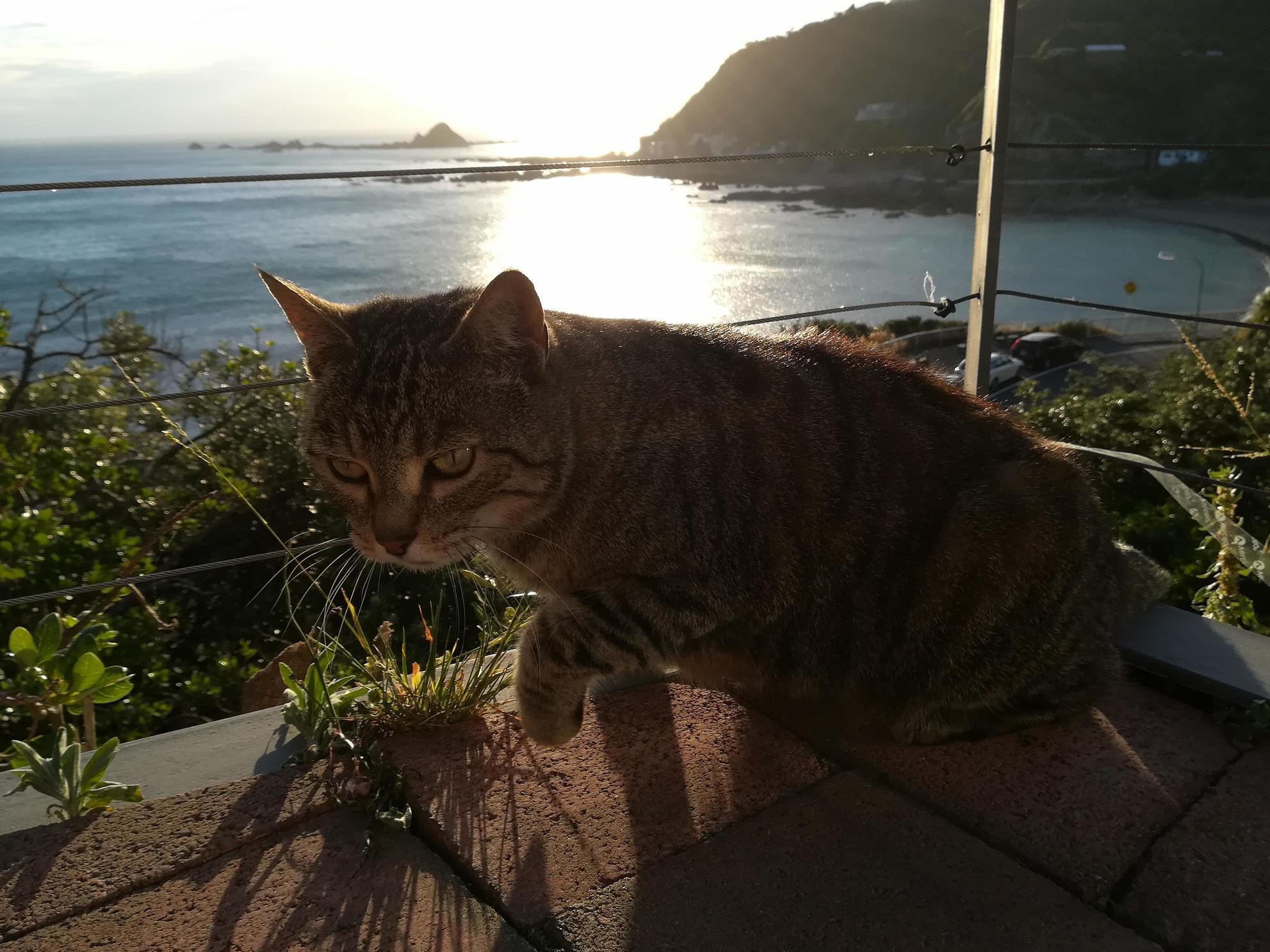 I Met a New Cat at Our Staff Dinner - Super Cuddly and Photogenic.