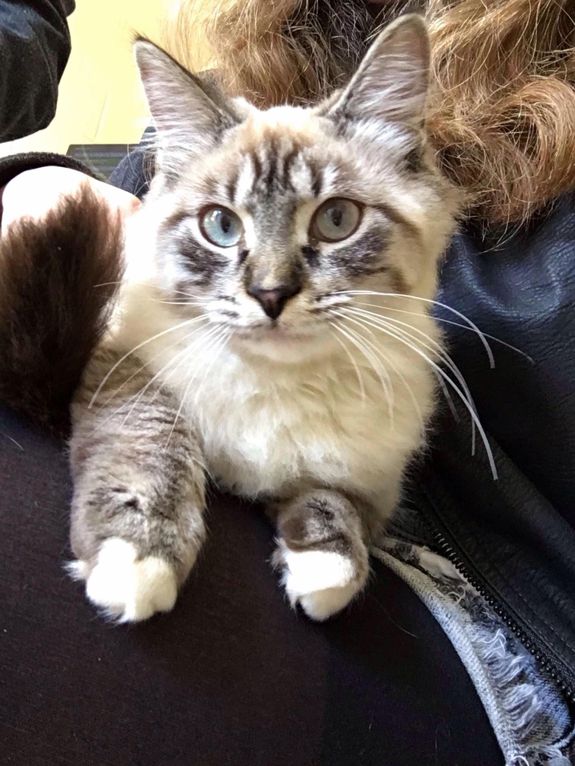 I Need Help Naming This Sweet Girl I Just Adopted! She Is a Lynx Mix!