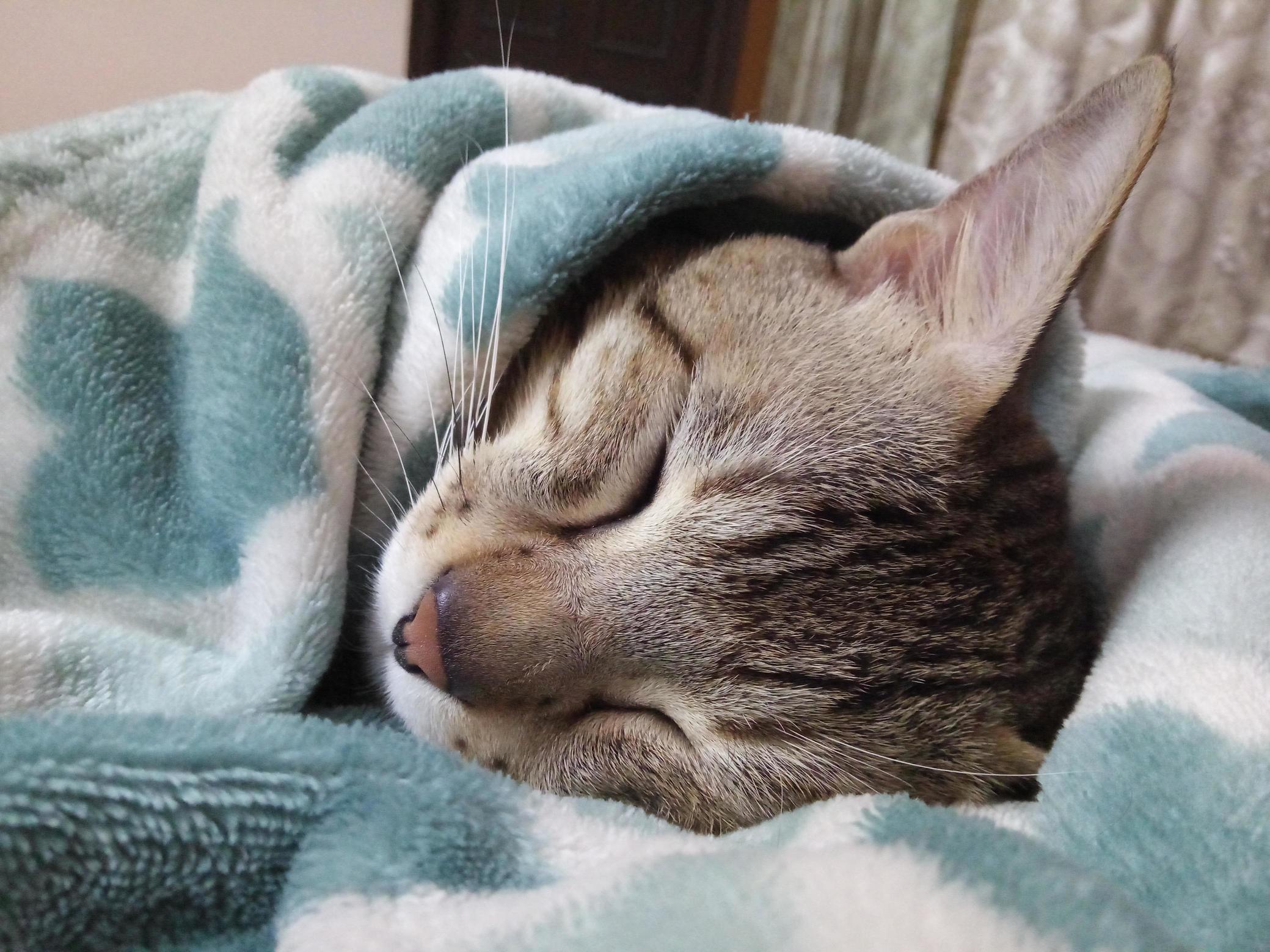 I Think Casper Likes His New Blanket