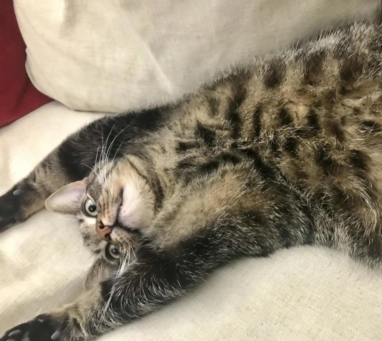 I Think My Cat Is Broken