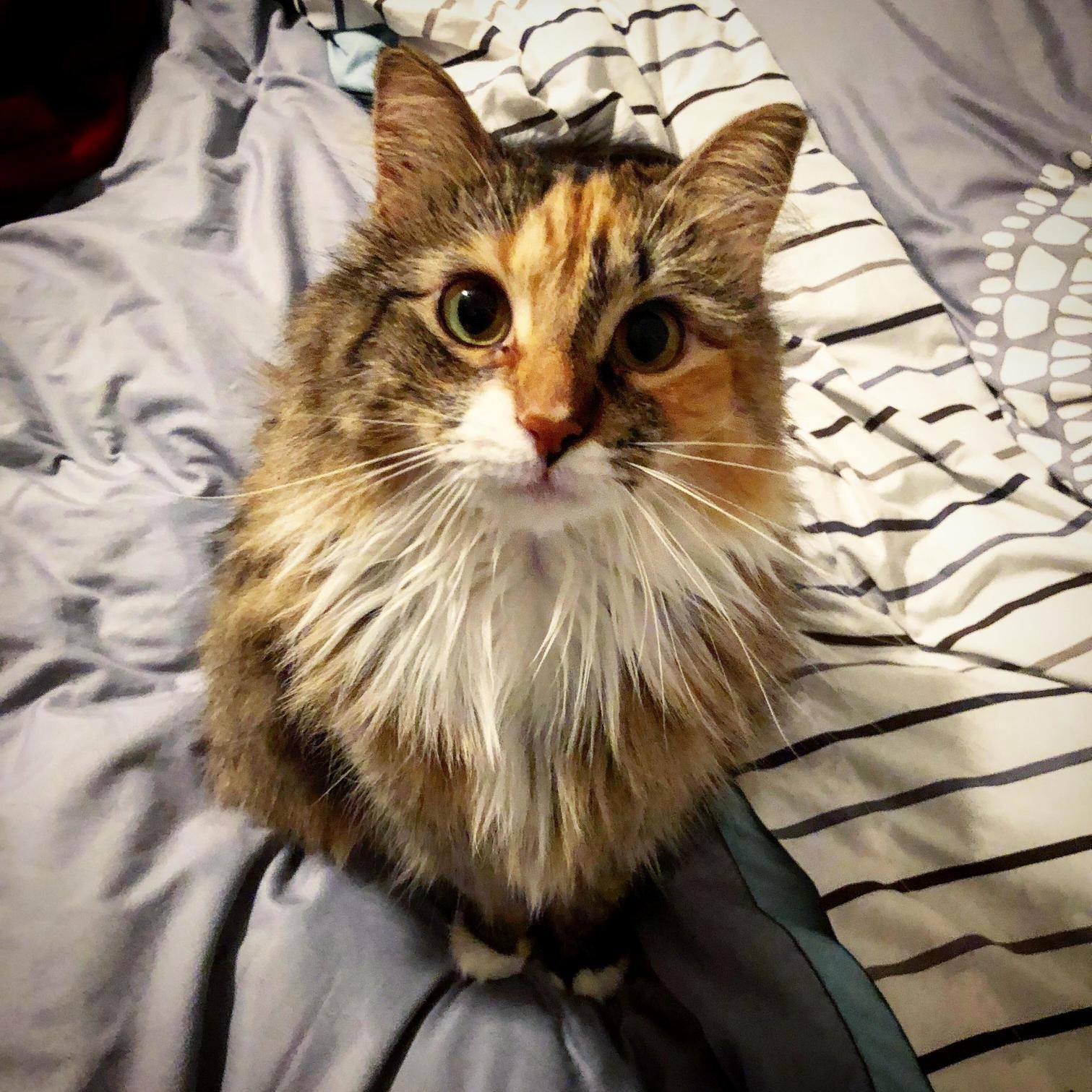 I Told Her That I Bought Her a Christmas Present Today.