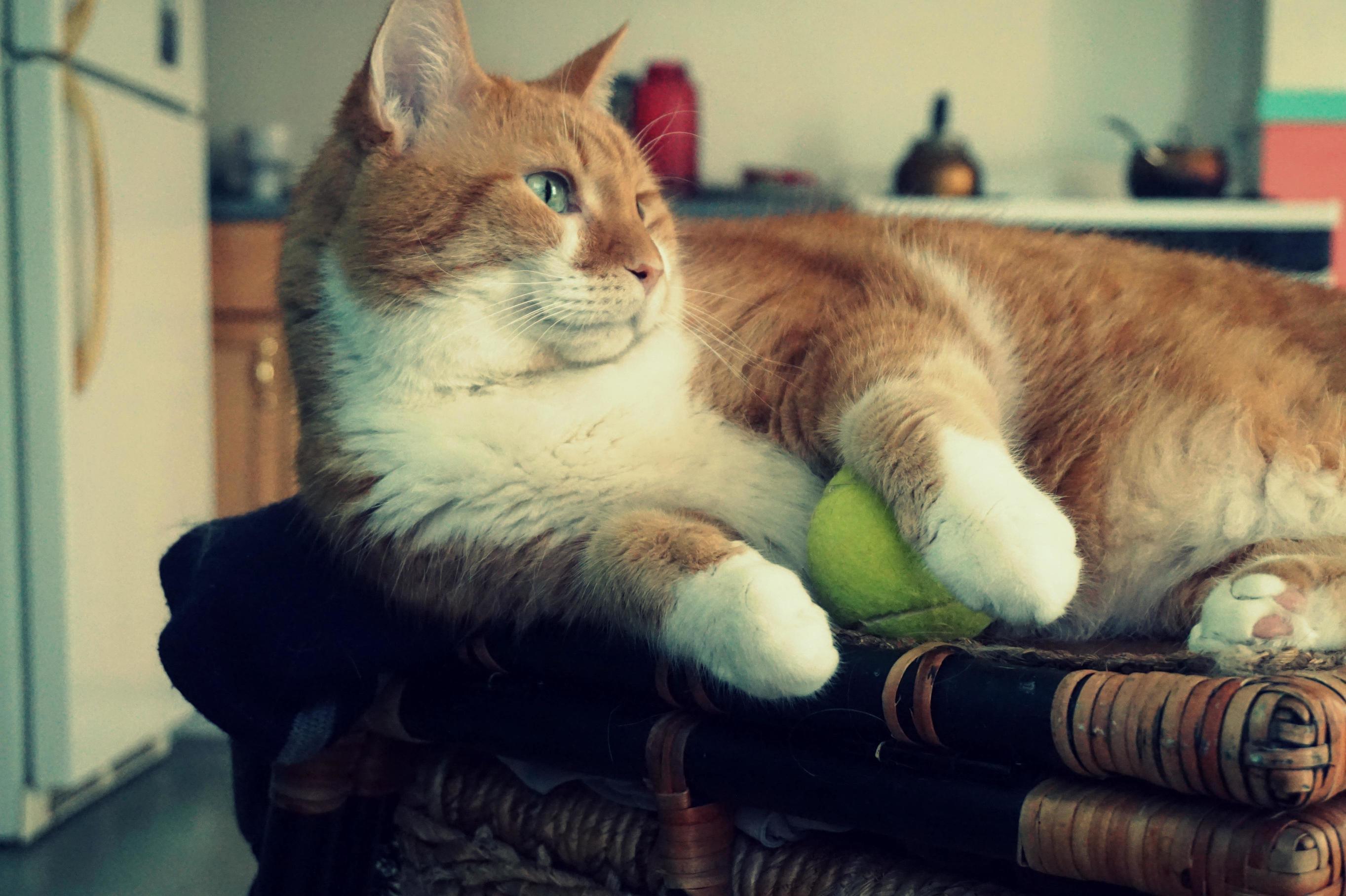 Im Ready to Hit the Courts (My Orange Beauty Fox)