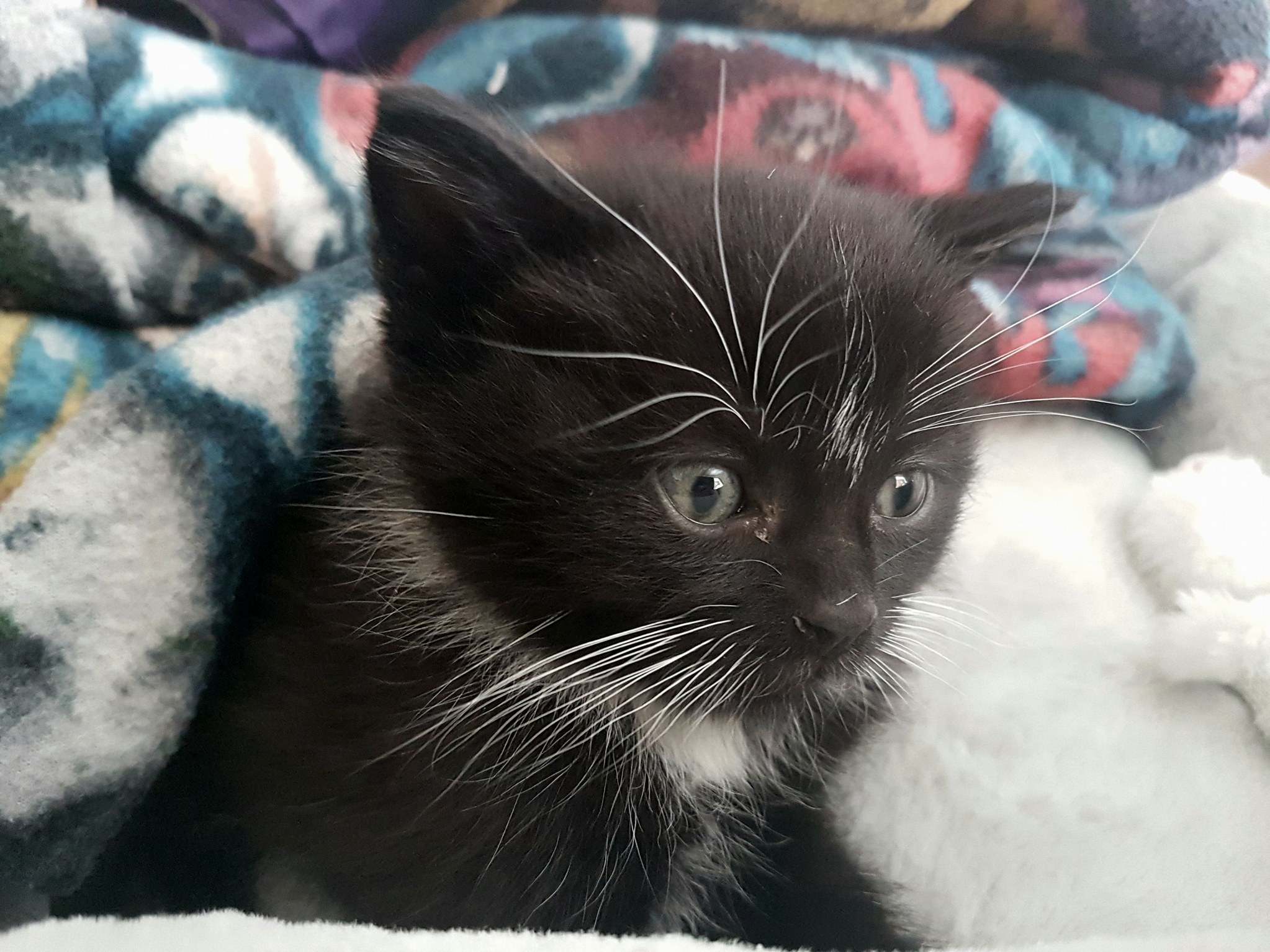 Introducing Tycho, Our New Addition.