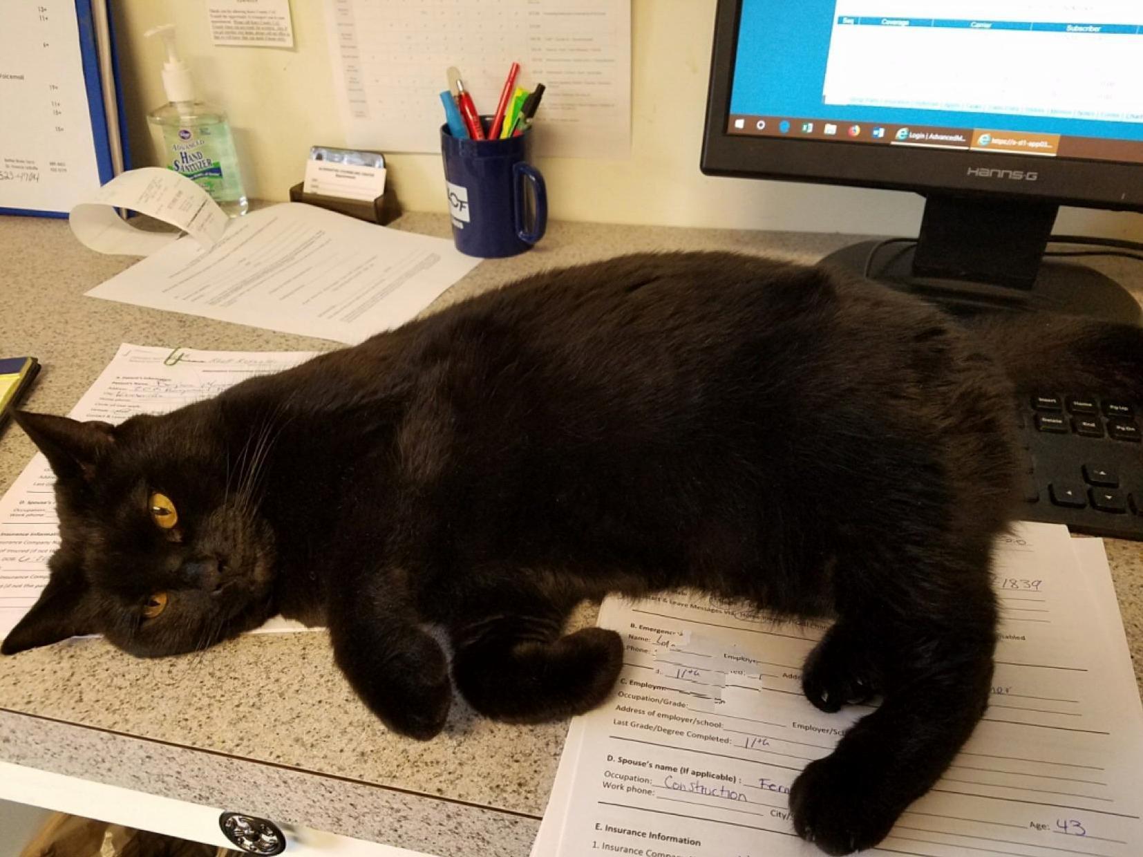 It Looks Like No Work Is Getting Done Today