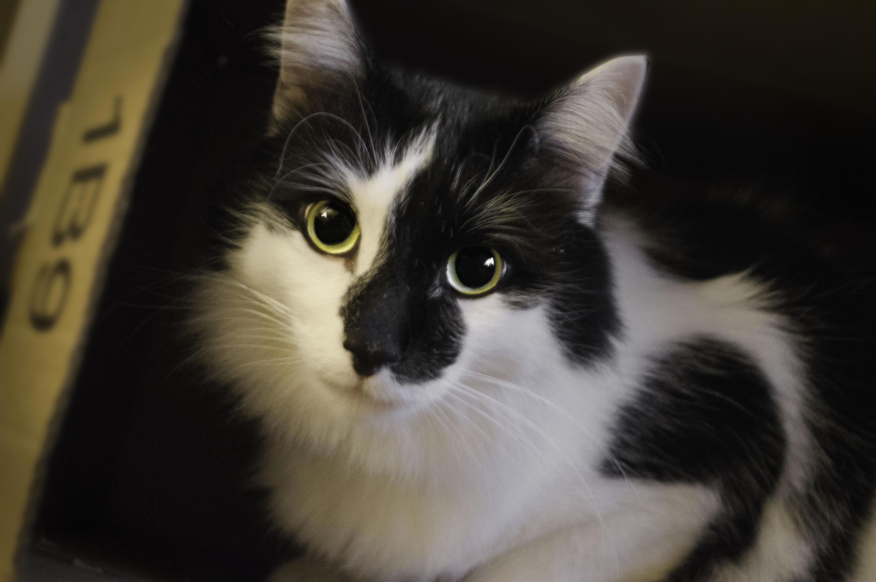 It Was Love at First Sight Over a Year Ago When I Saw This Beautiful Boy