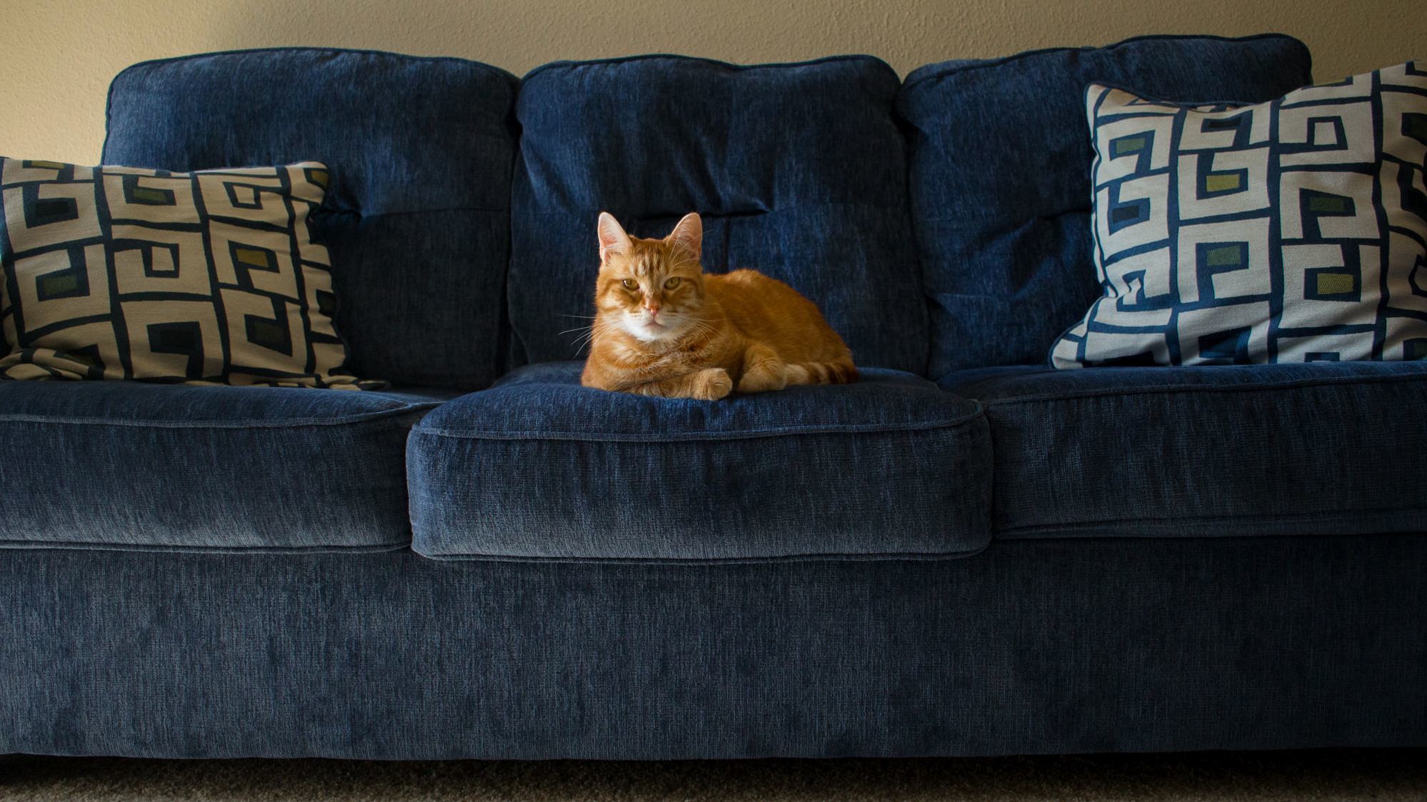 Its Cinnamons Couch During the Day.