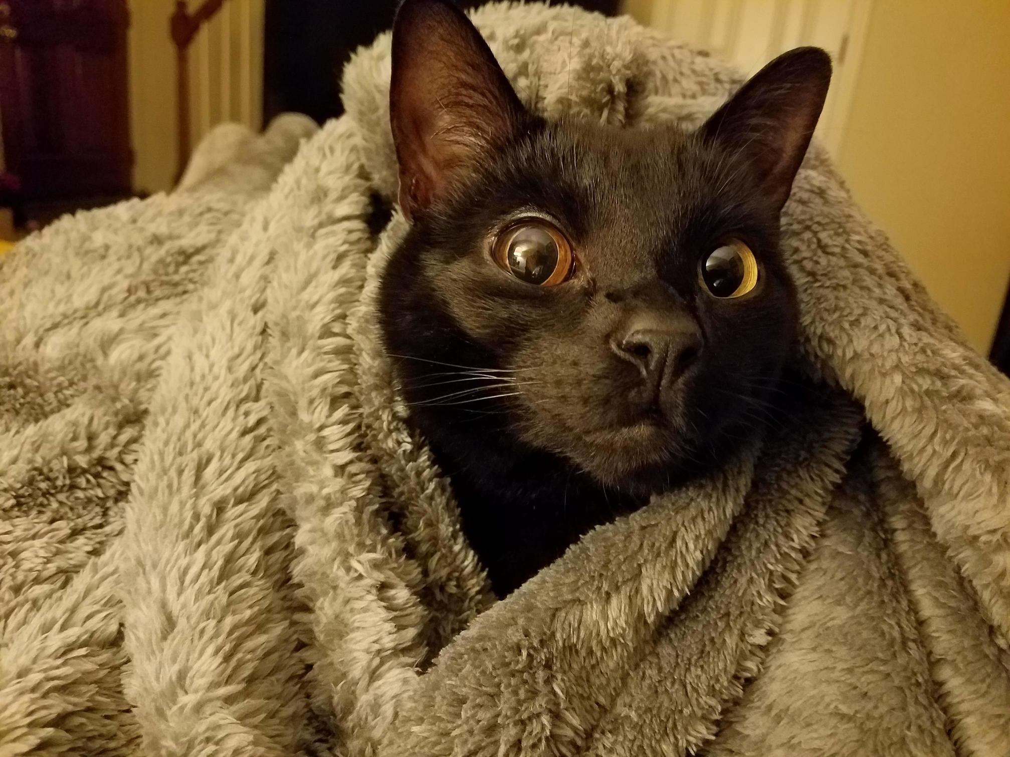 Its Cold, So Weasel Claimed a Spot in My Lap, Under My Blanket of Course