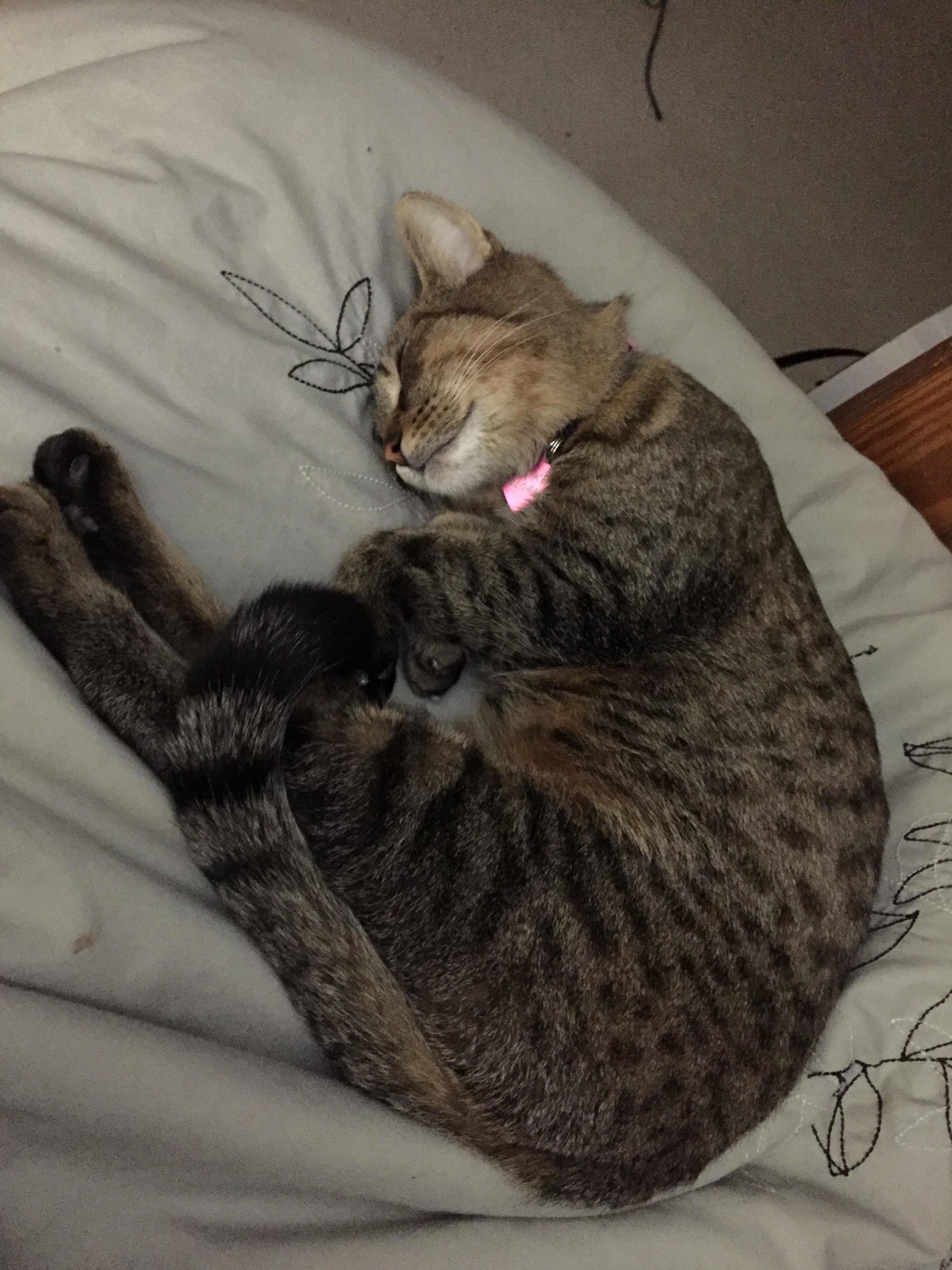 Its Been 2 Weeks Since She Was Thrown Out of a Car, and We Took Her In. the Vet Has Cleared Her, and Shes Seems to Be Settled In! Meet Sloan!