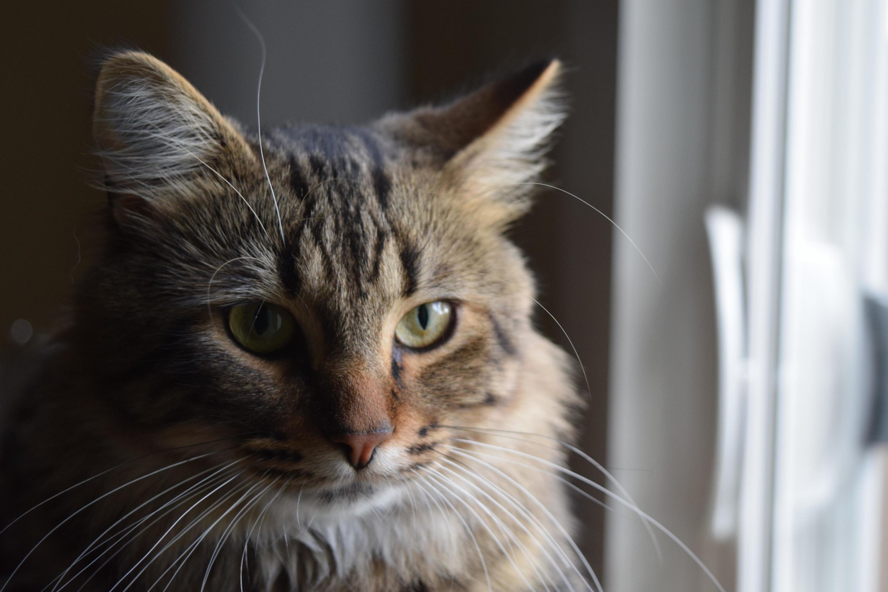 Jinxy 3