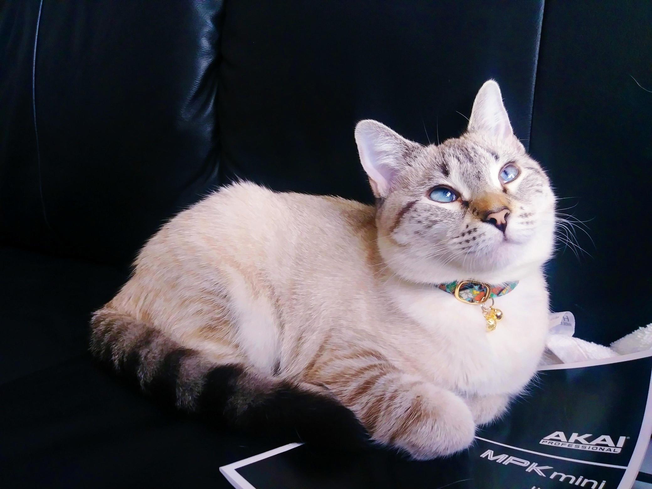 Just Cat-loafing Around