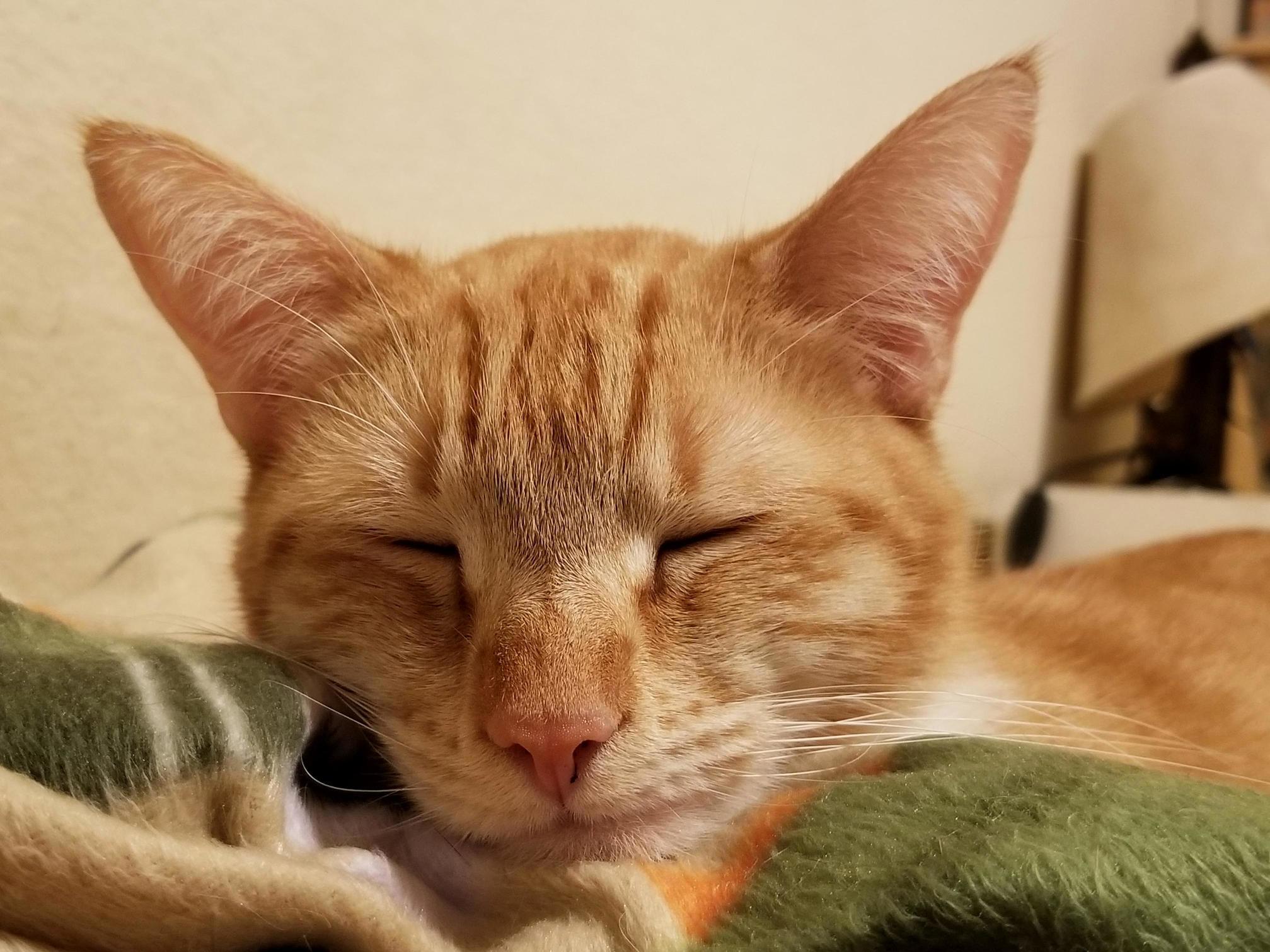Just Liger Resting His Chinny Chin