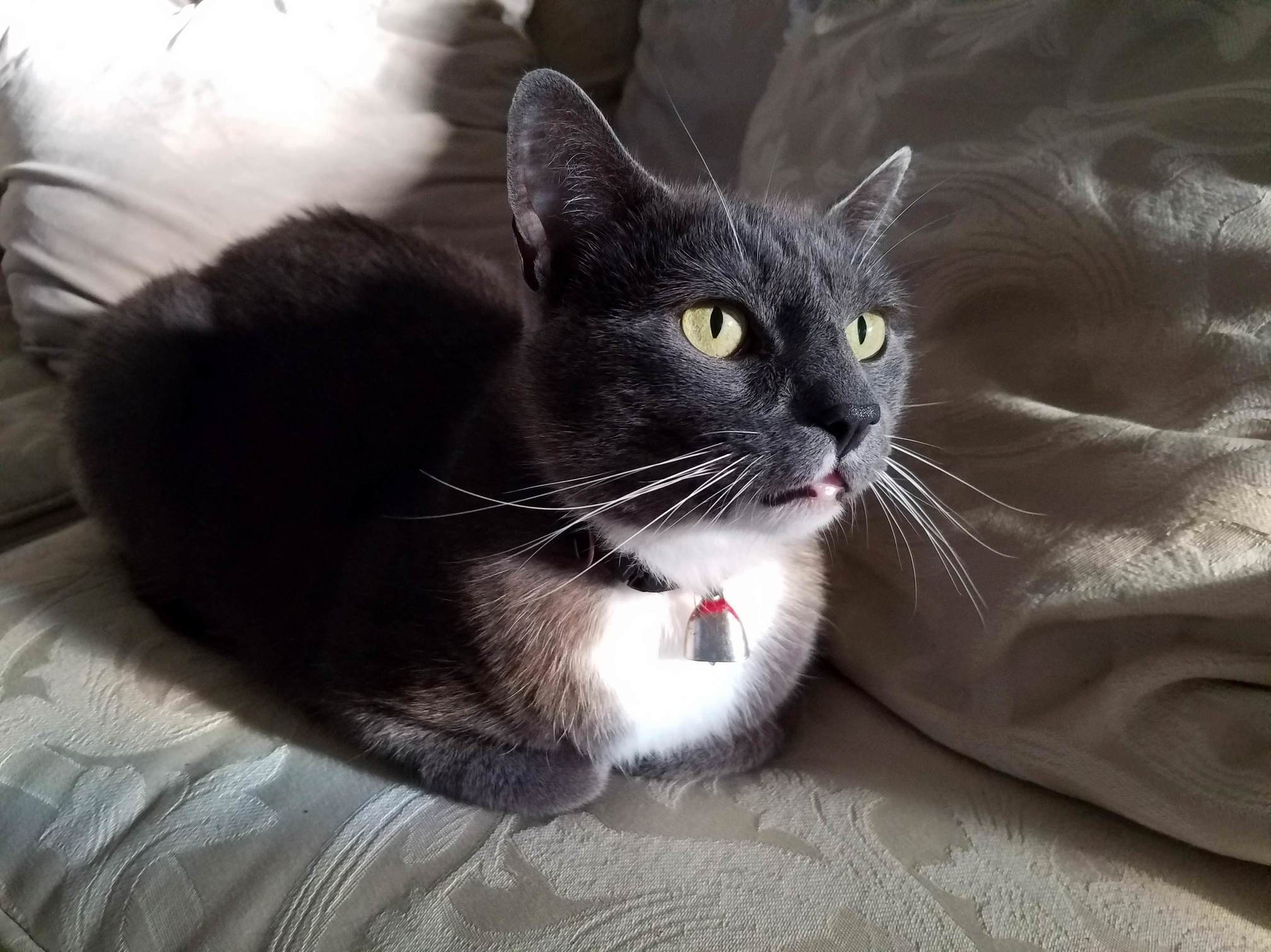Kitty Is More Photogenic Than Ill Ever Be