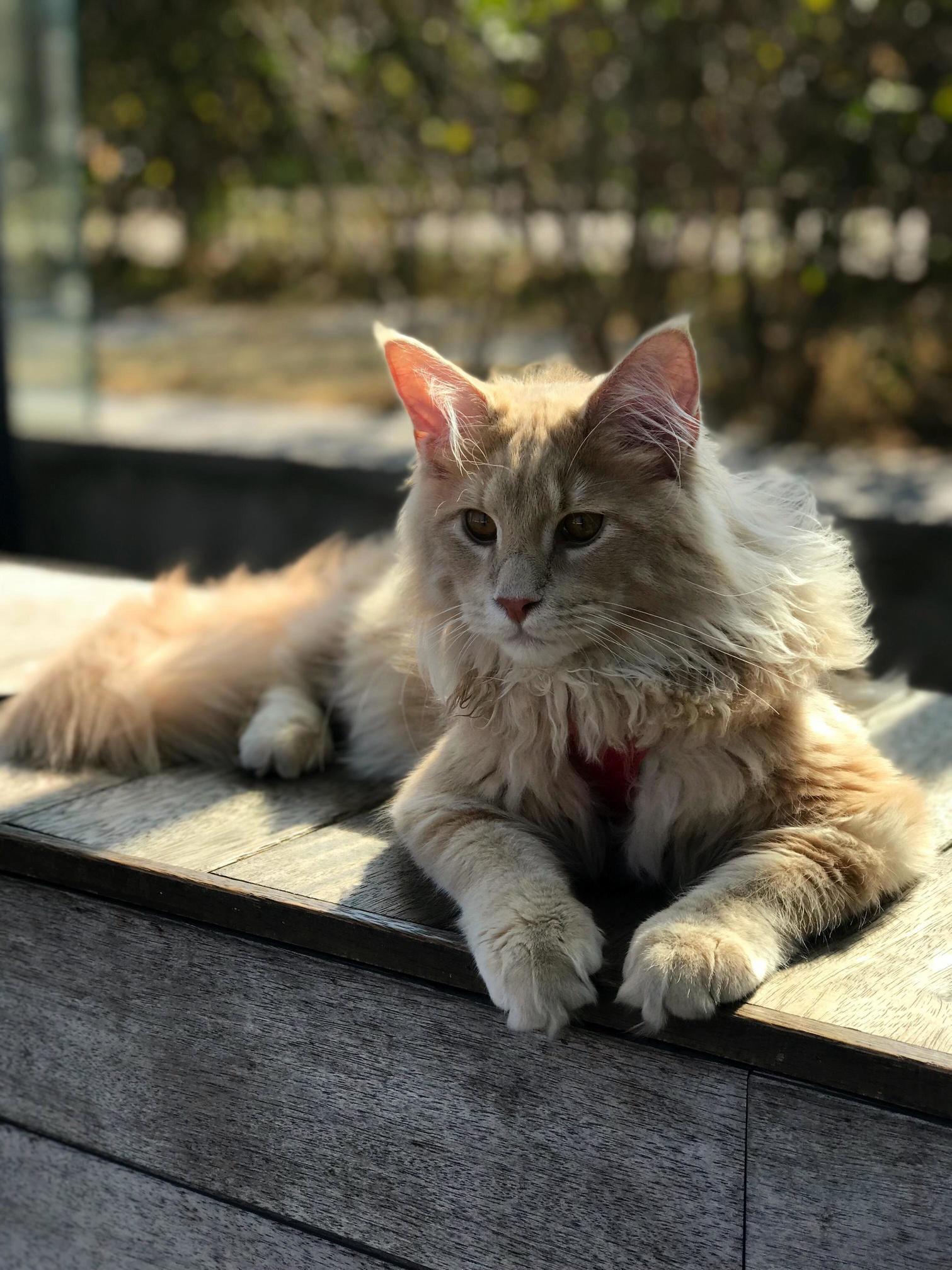 Leo @ 6 Months. Heres to Hoping He Grows Big and Fluffier for Many Years to Come.