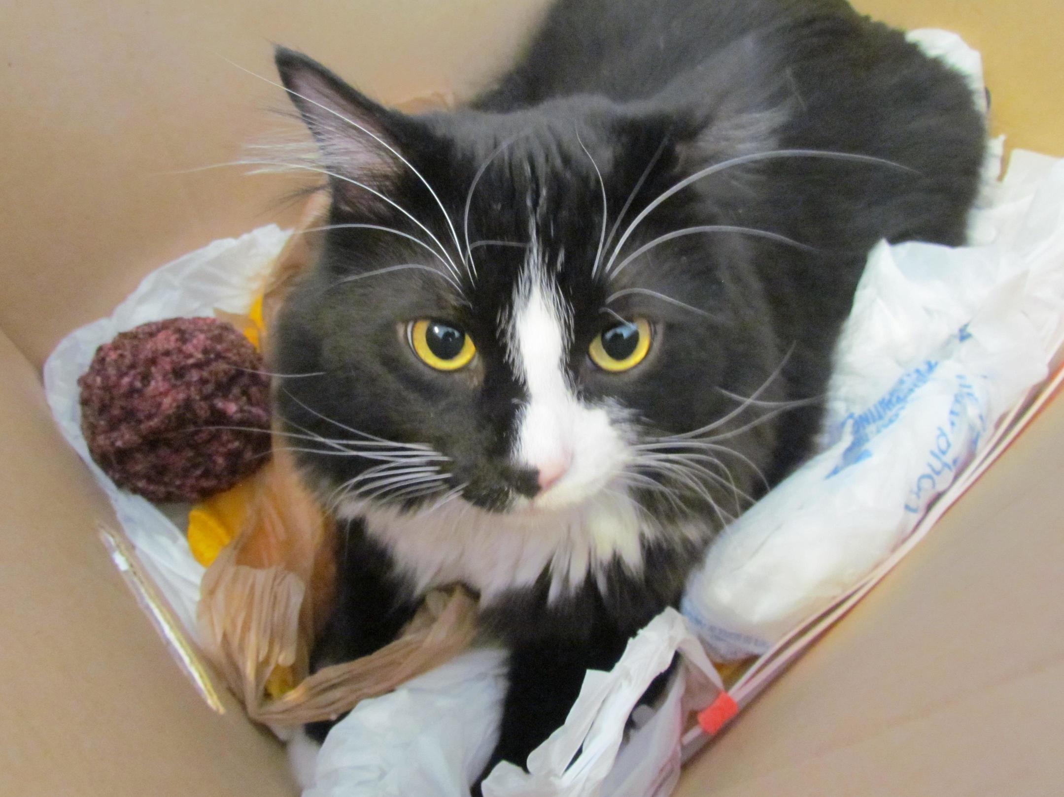 Leo in a Box.