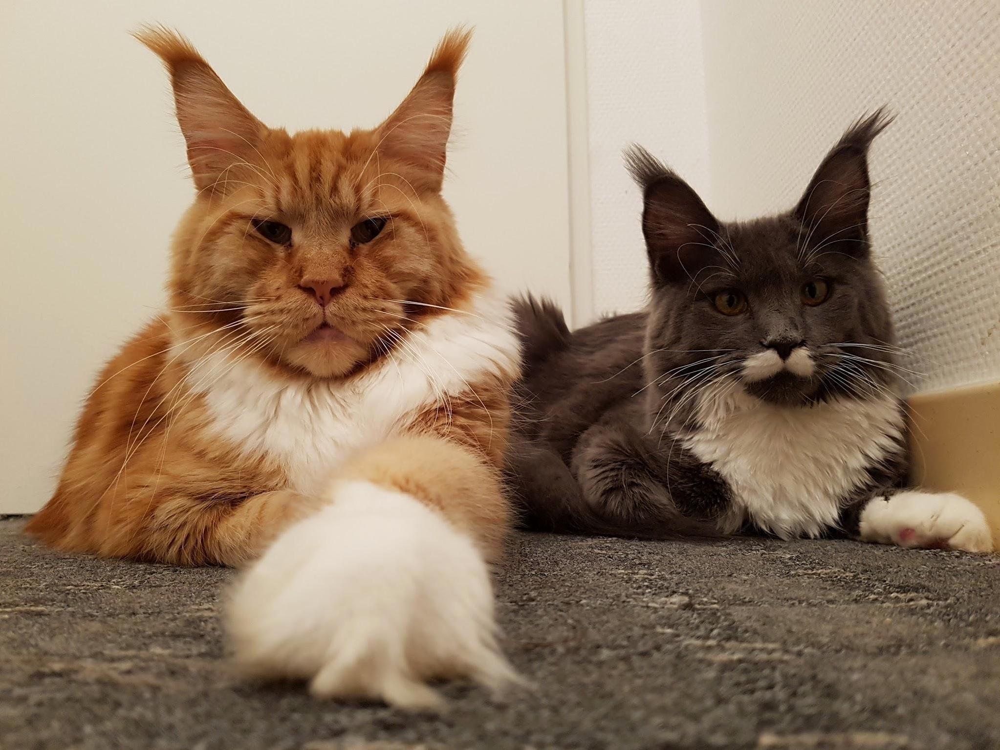 Leonidas and Nemesis