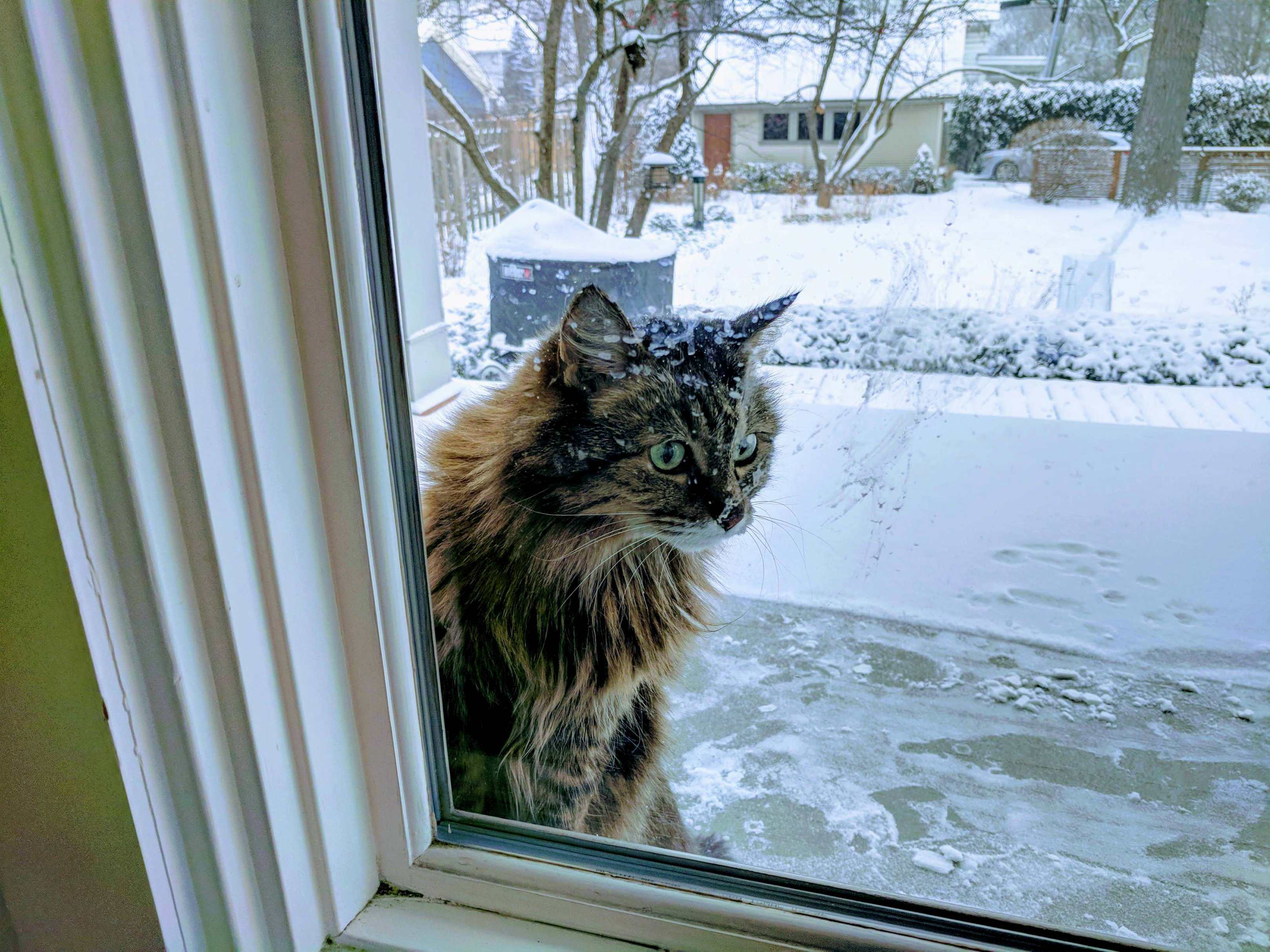 Let Me In!