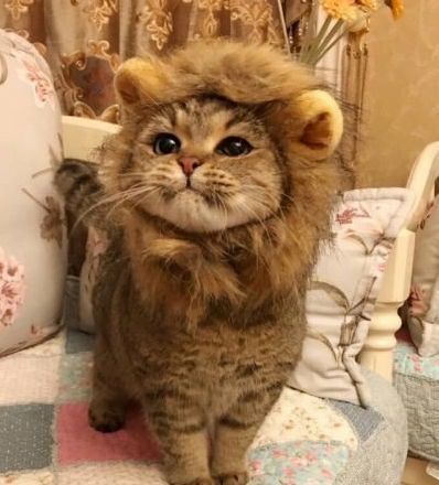 Little Big Cat