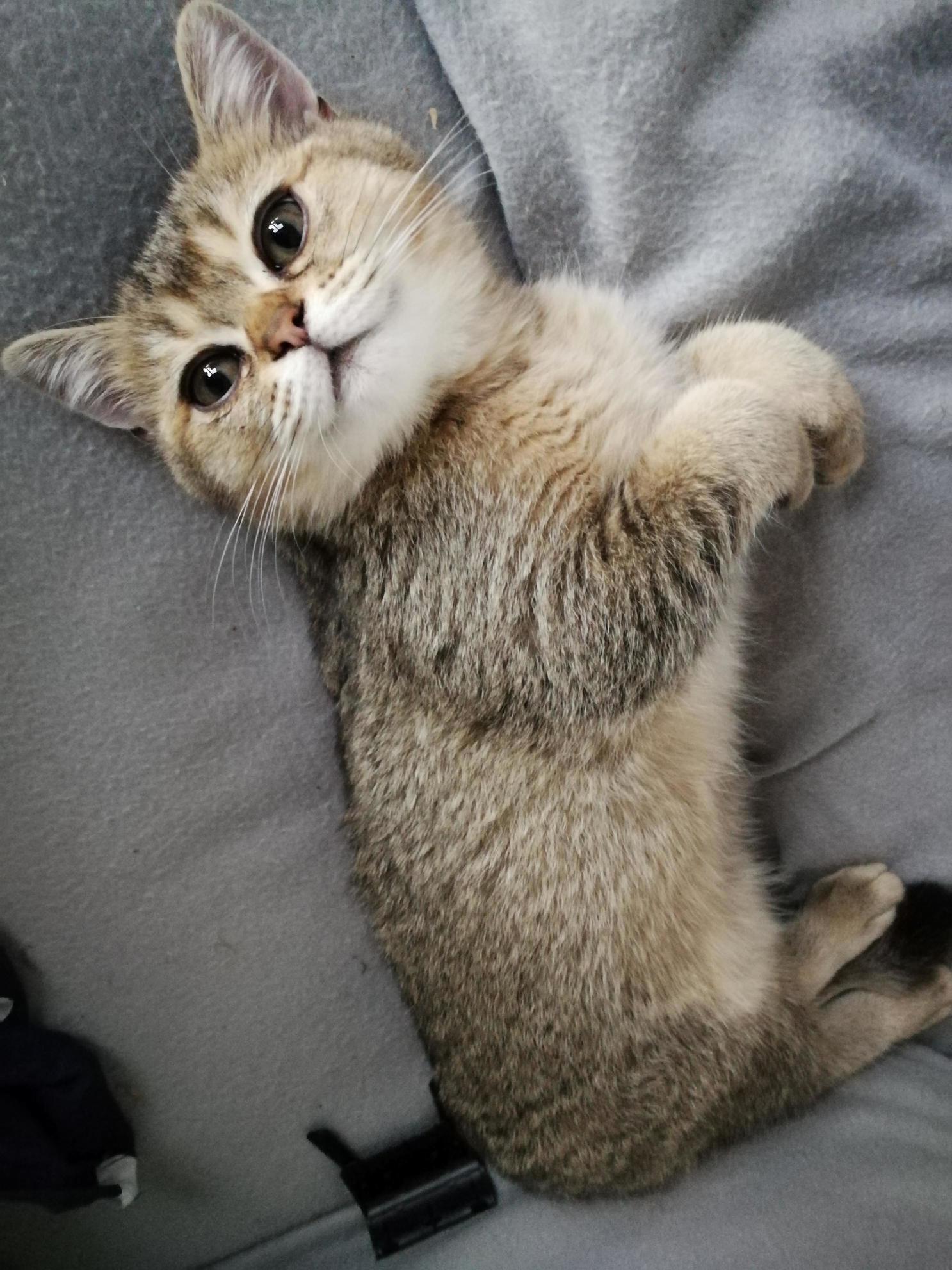 Little Tiger