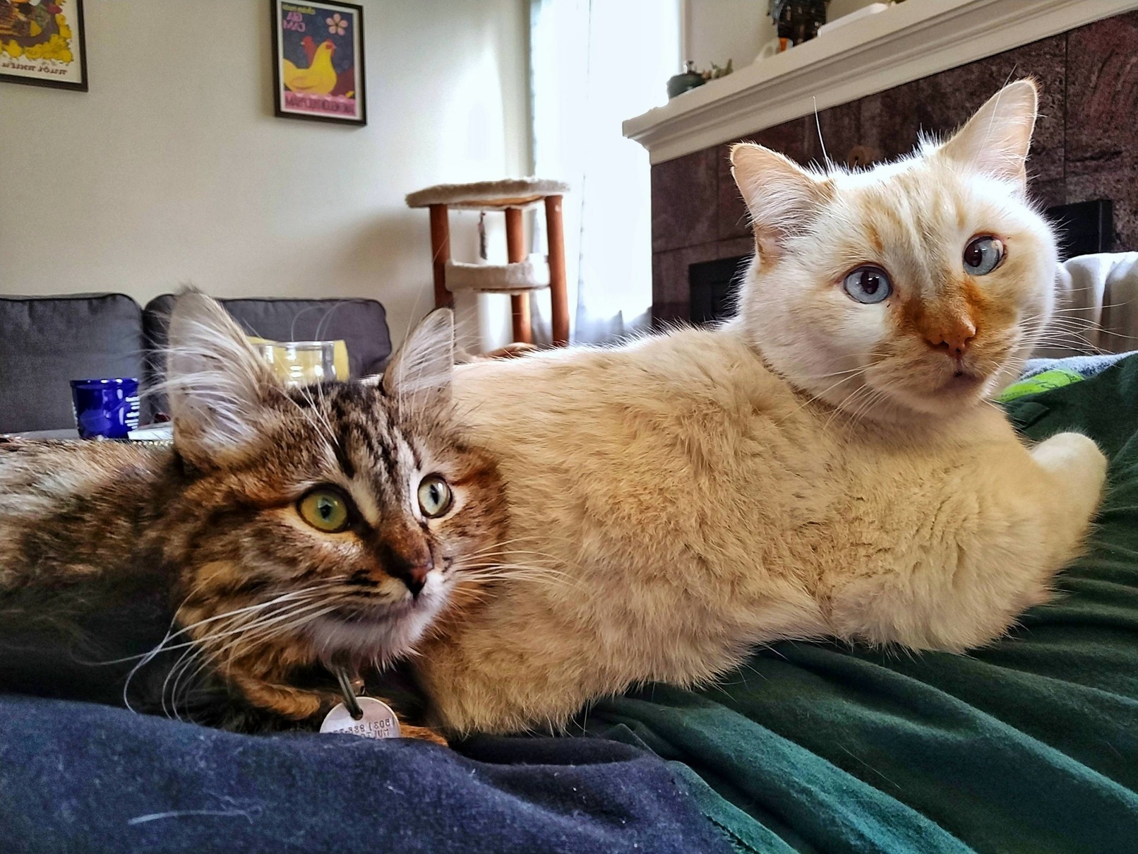 Lj Doesnt Like Other Cats So It Took a While to Get Here