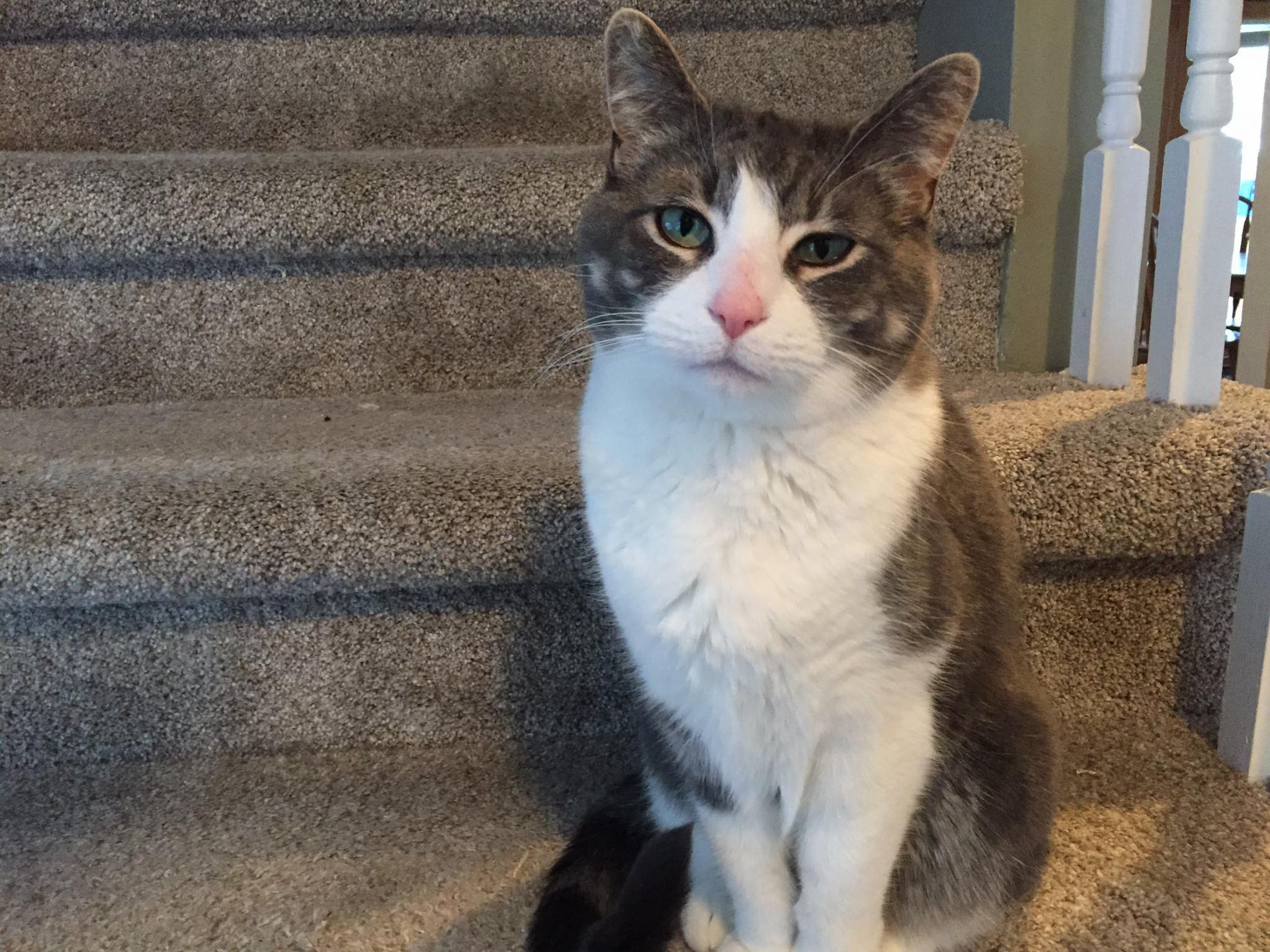 Lori aka Fatcat, but Not So Fat Anymore These Days