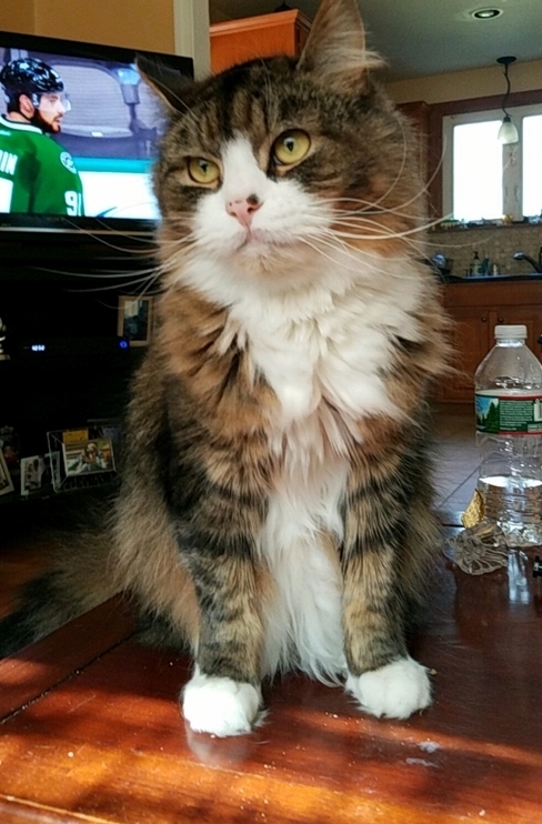Lost One of My Pals Today. He Was the Friendliest Little Dude. Rip Tuukka