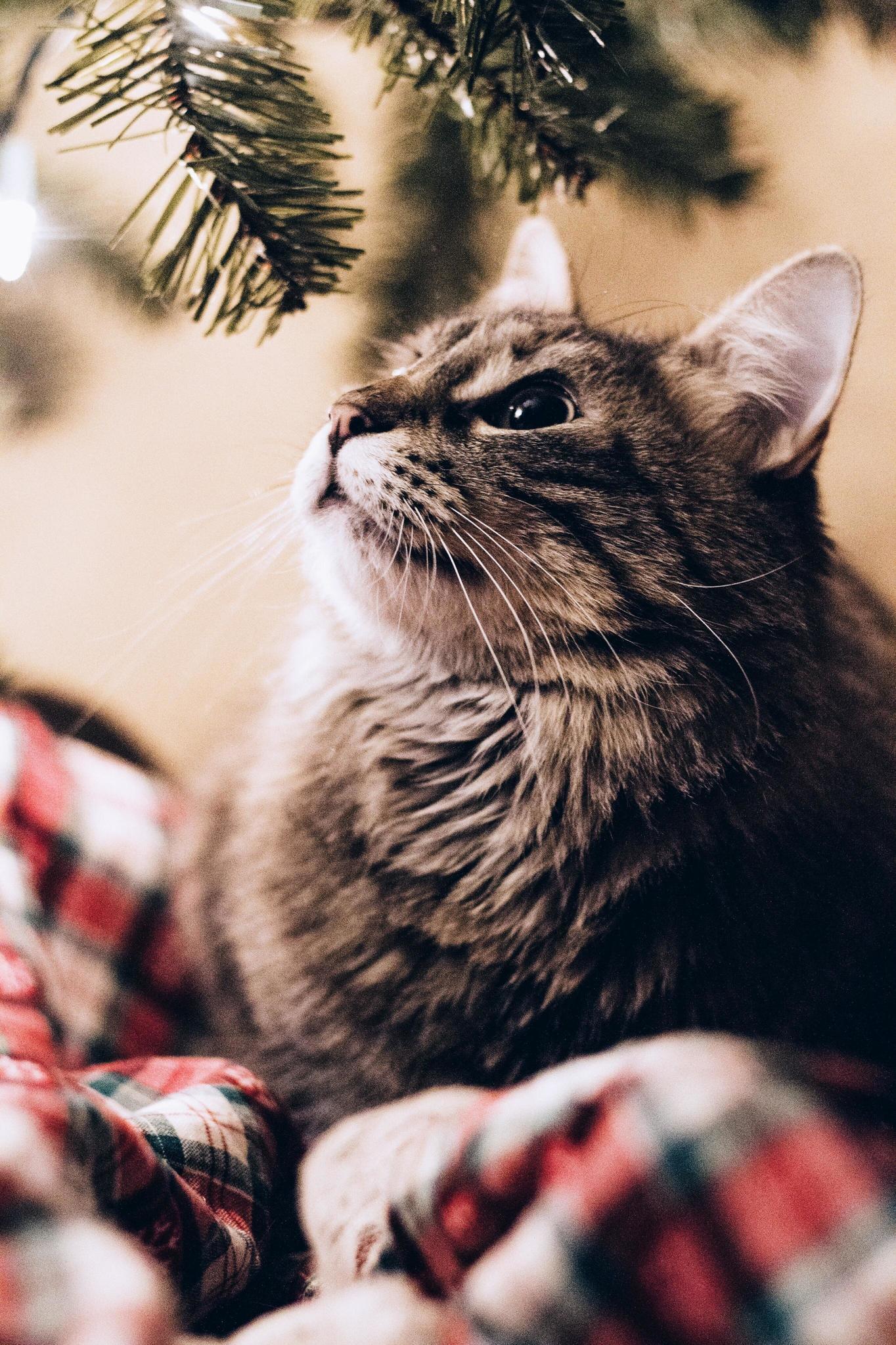 Luca Actually Refraining from Trying to Eat the Christmas Tree.
