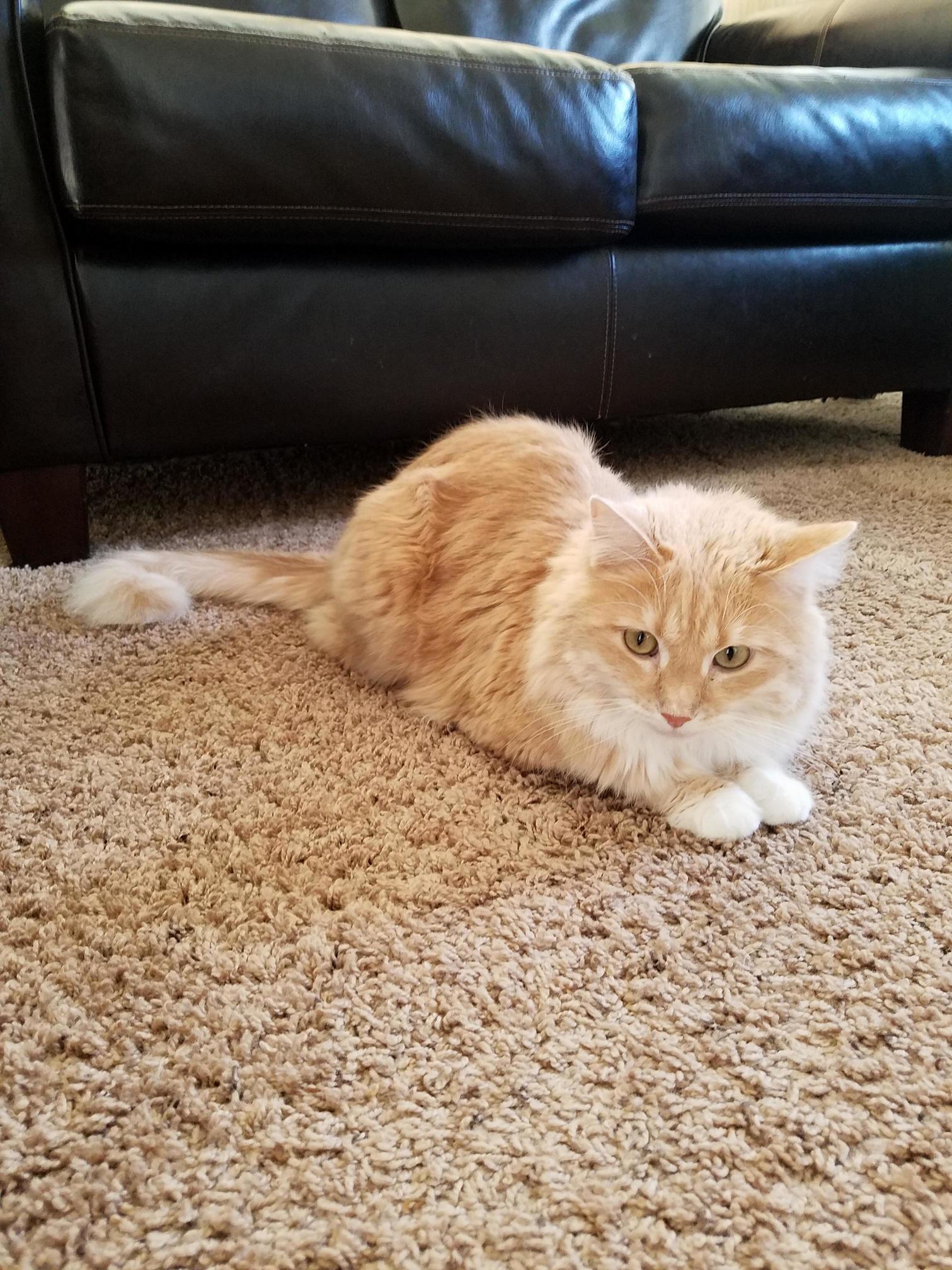 Lucy Finally Decided to Sit Still for a Picture.