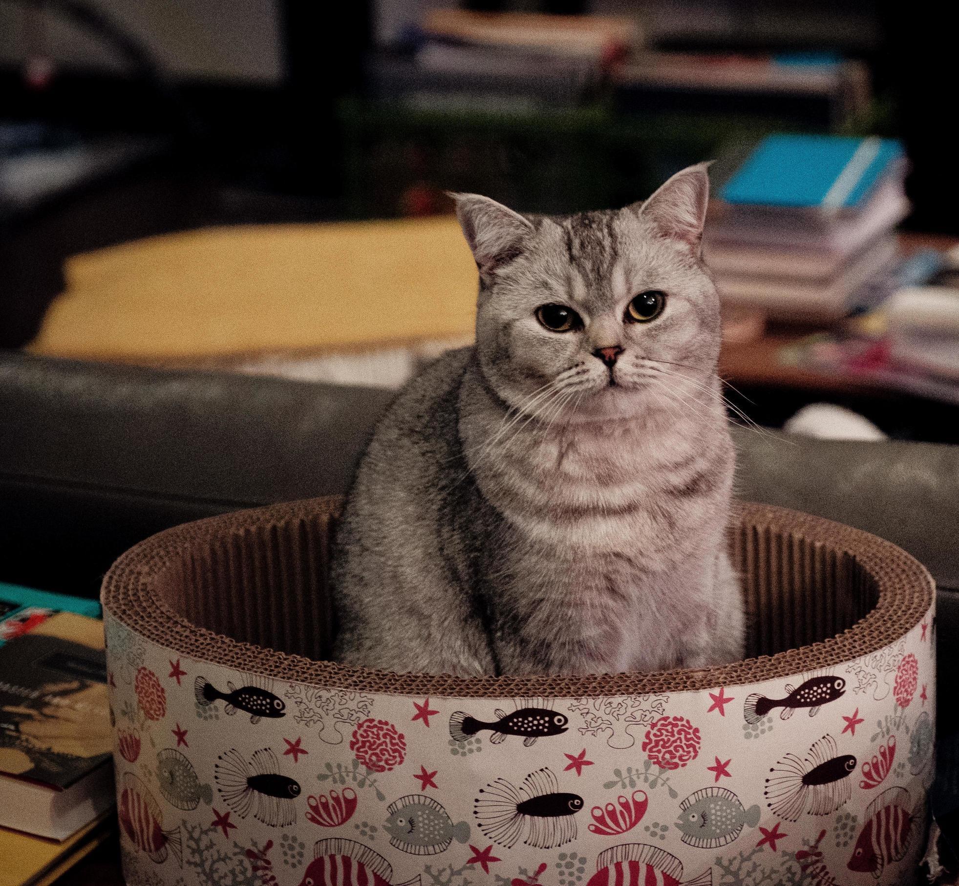 Luna in Her Scratcher Oval