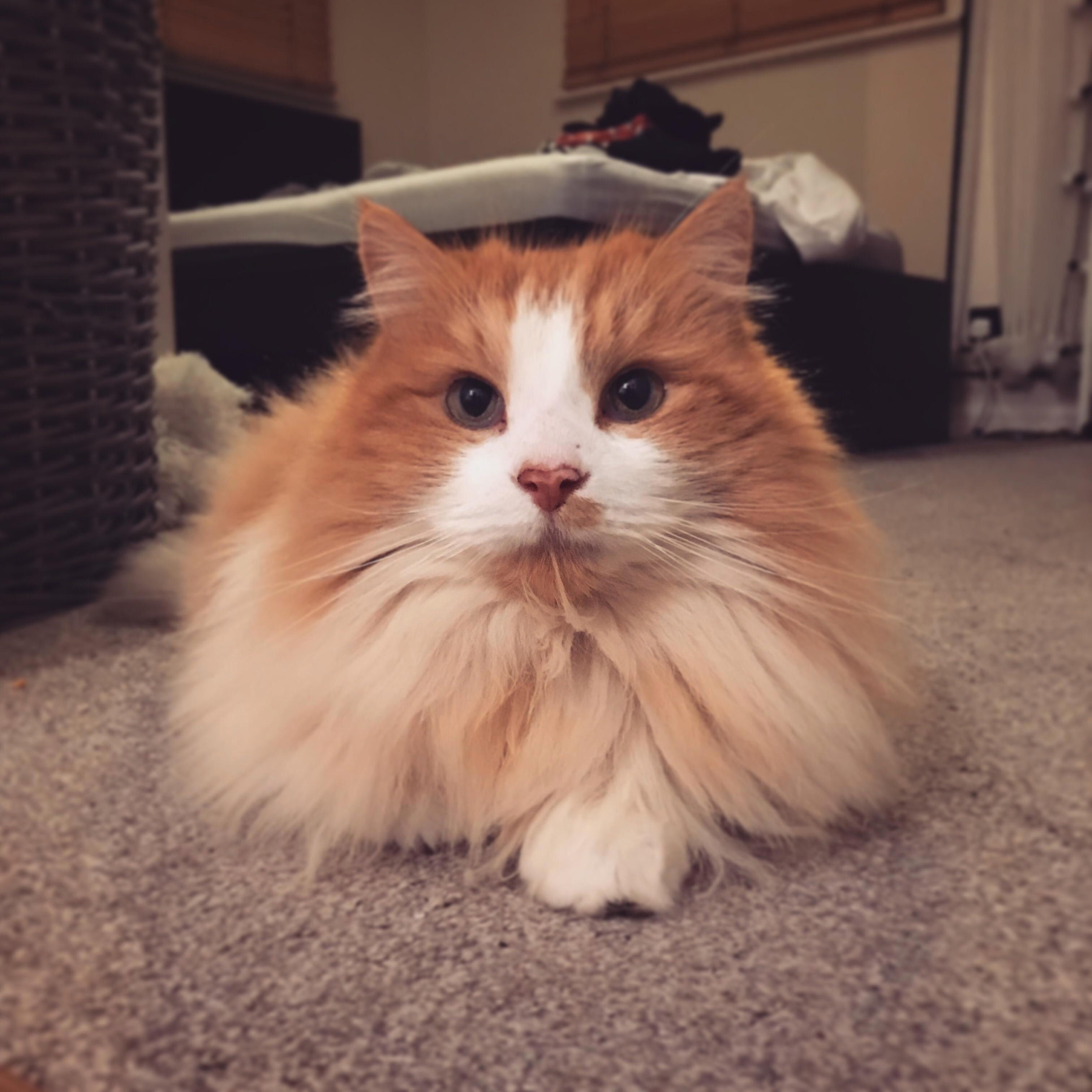 Marmalee Visits Every Day at the Same Time