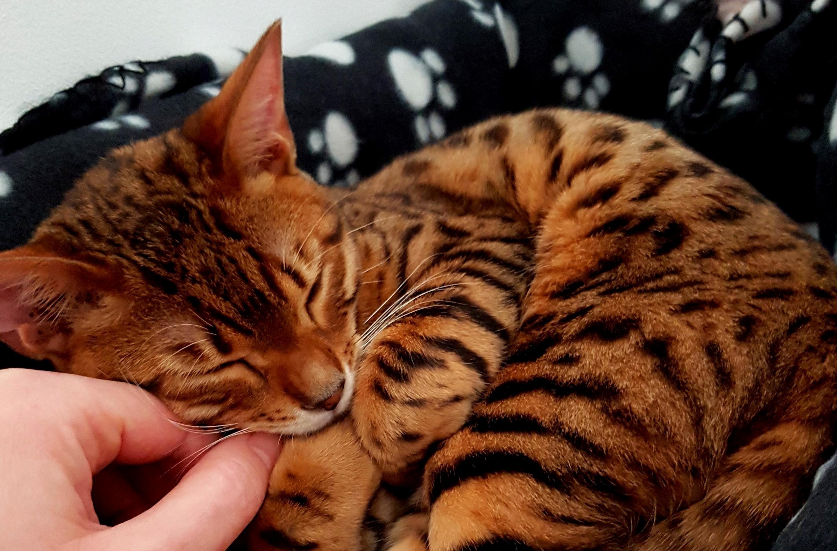 May Your New Year Be As Peaceful As My Cat Is Right Now.