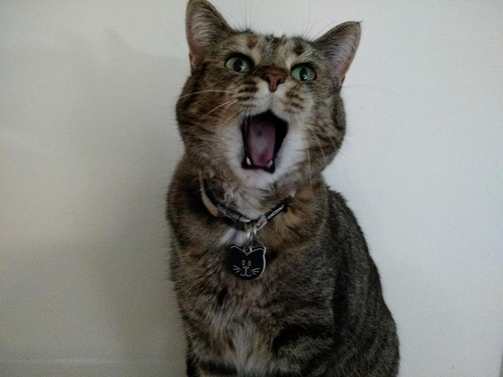 Meet Audrey, Licker of Inanimate Objects