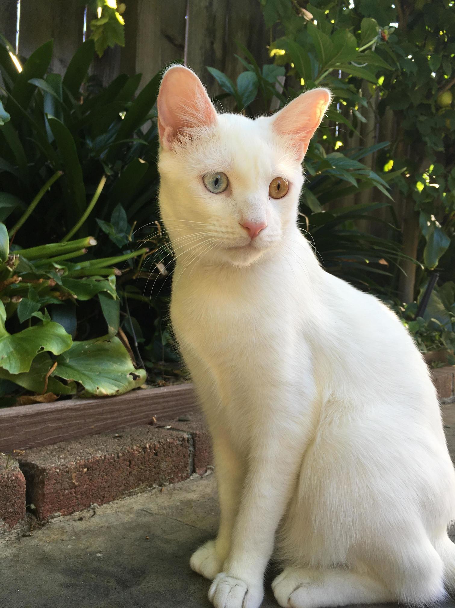 Meet Bowie, My Deaf Little Monster.