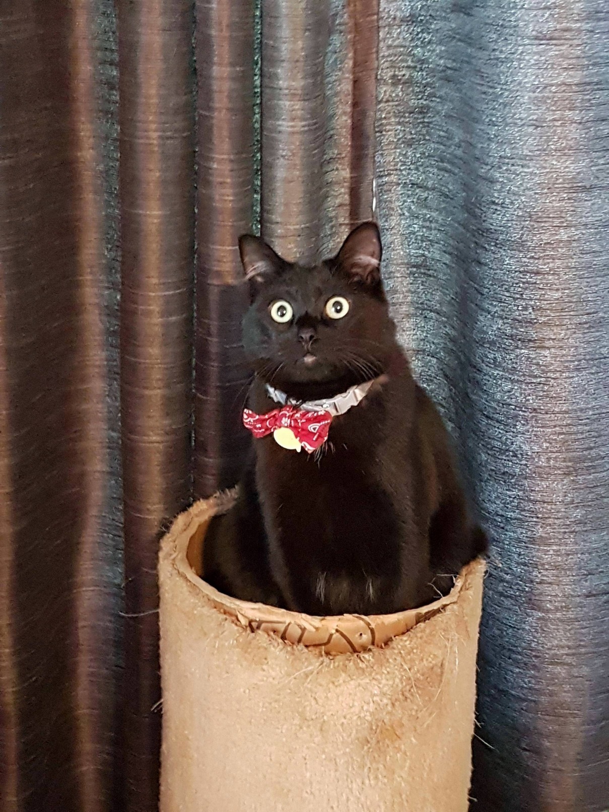 Meet Bruce Wayne. He Is the Best Thing That Has Ever Happened to Me. Given a Few Scares Over the Years but I Wouldnt Trade Him for the World.