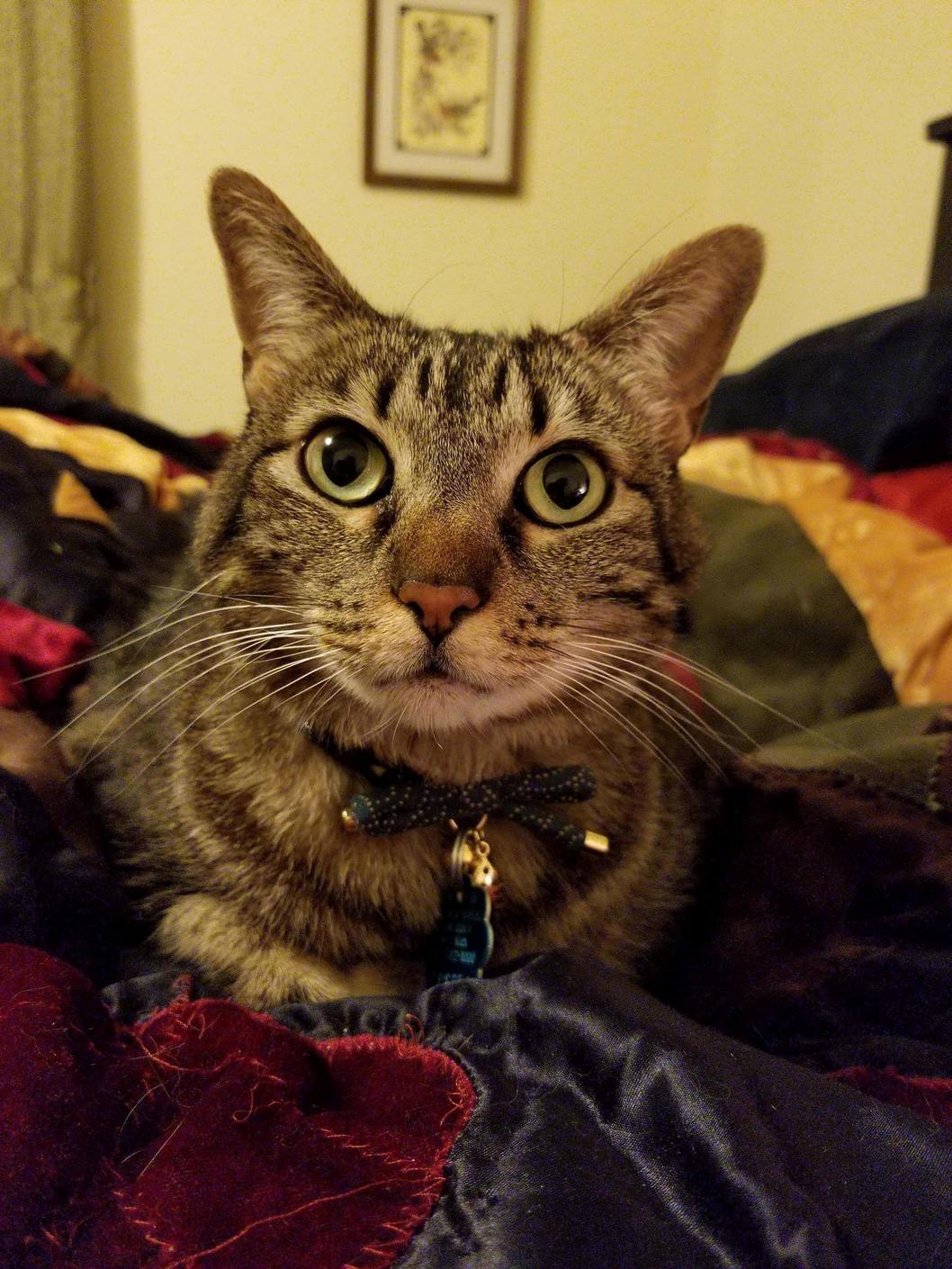 Meet Jessie! She Spent a Year at a Pet Store Waiting for Someone to Adopt Her