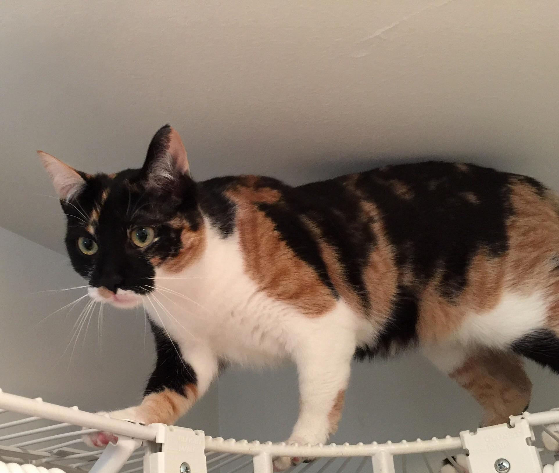 Meet Luna Queen of the Calicos, Giver of Cuddles, Ransacker of Drawers, Stealer of Food, Master of the Sneak Attack!
