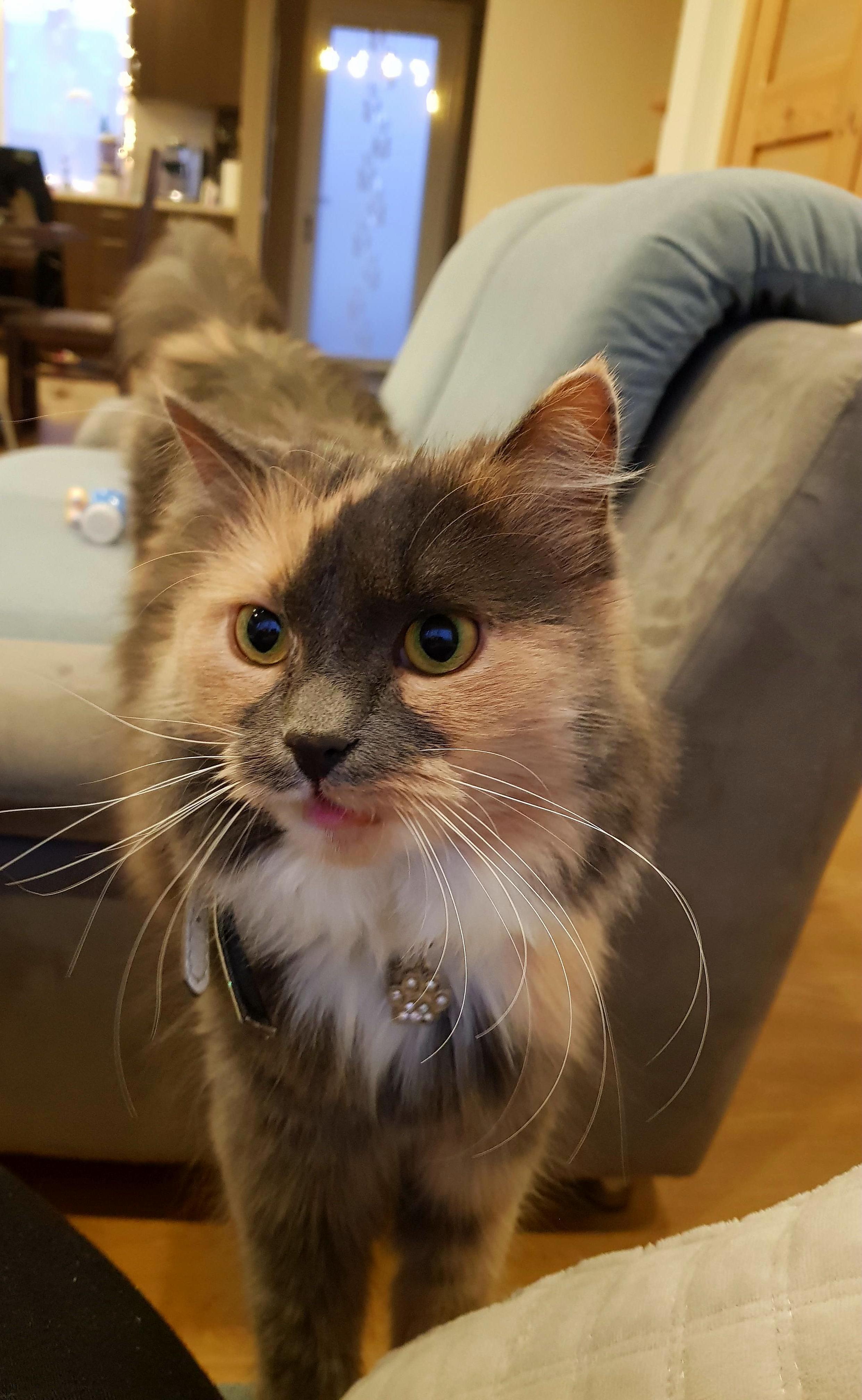 Meet My Girl Purita. 2y4m.