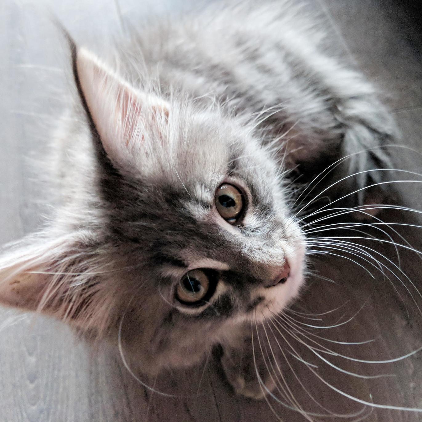 Meet My New Angel, Max